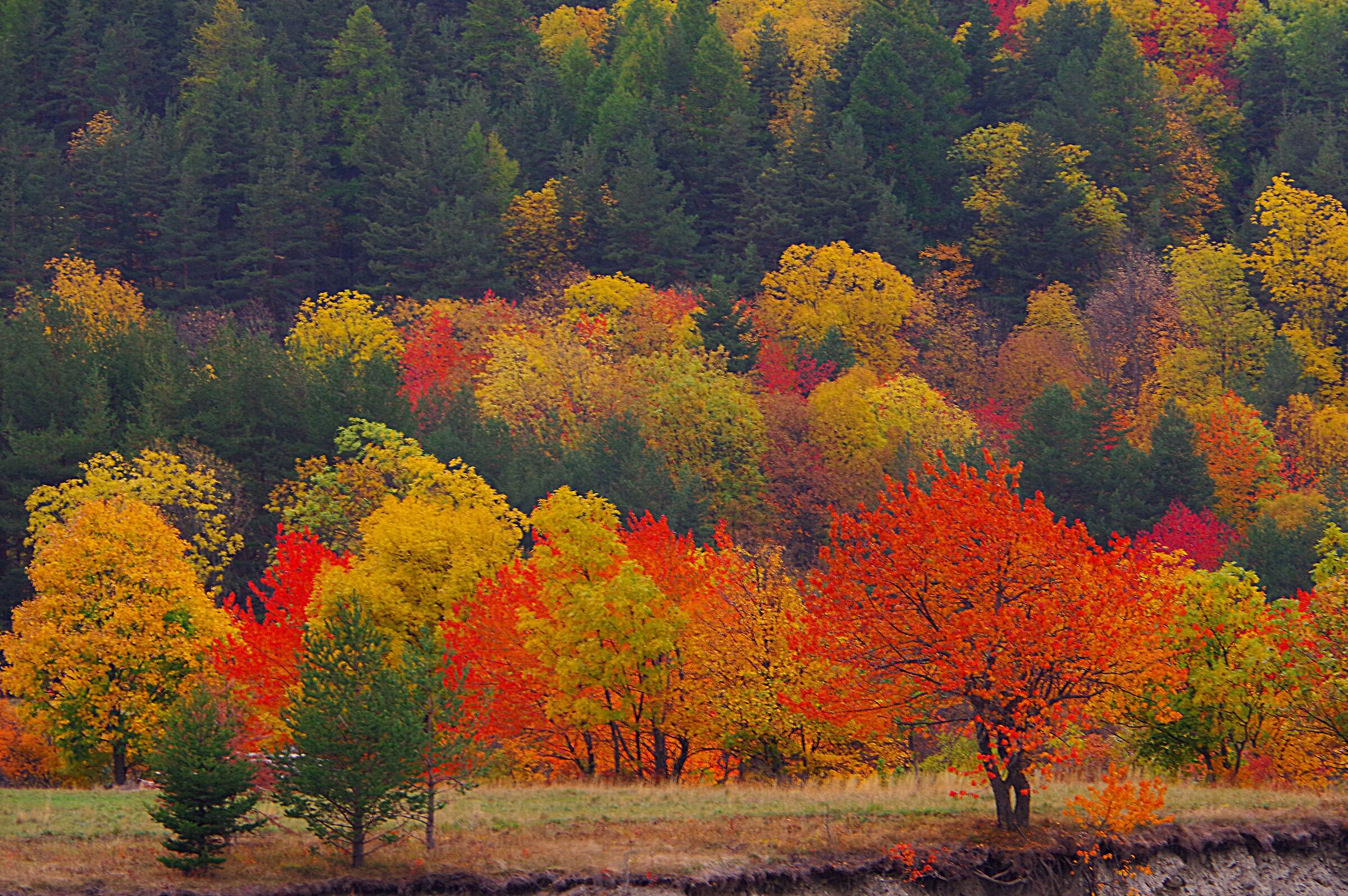 Foliage in Val di Susa (To)