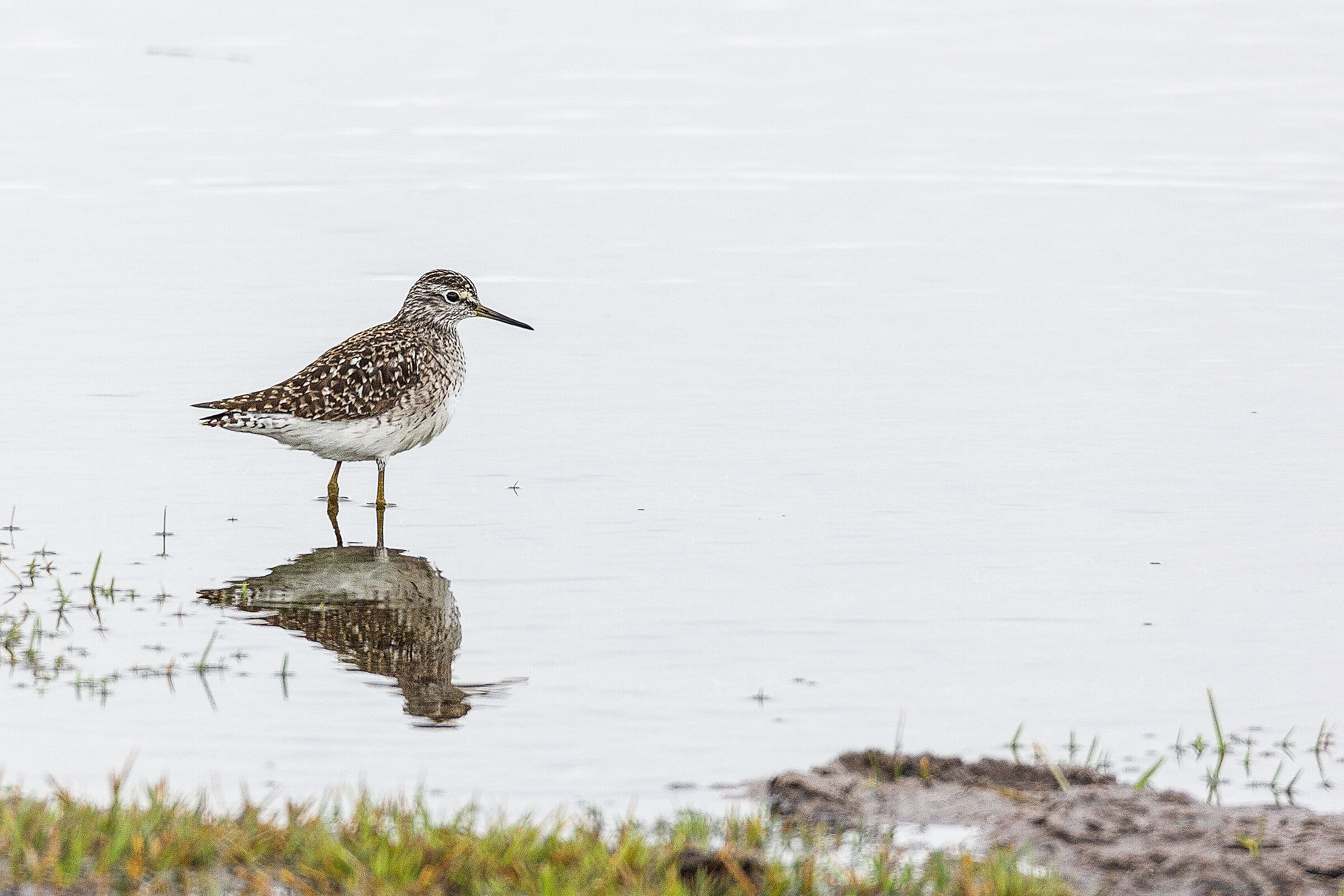 Sandpiper Pyro Boschereccio