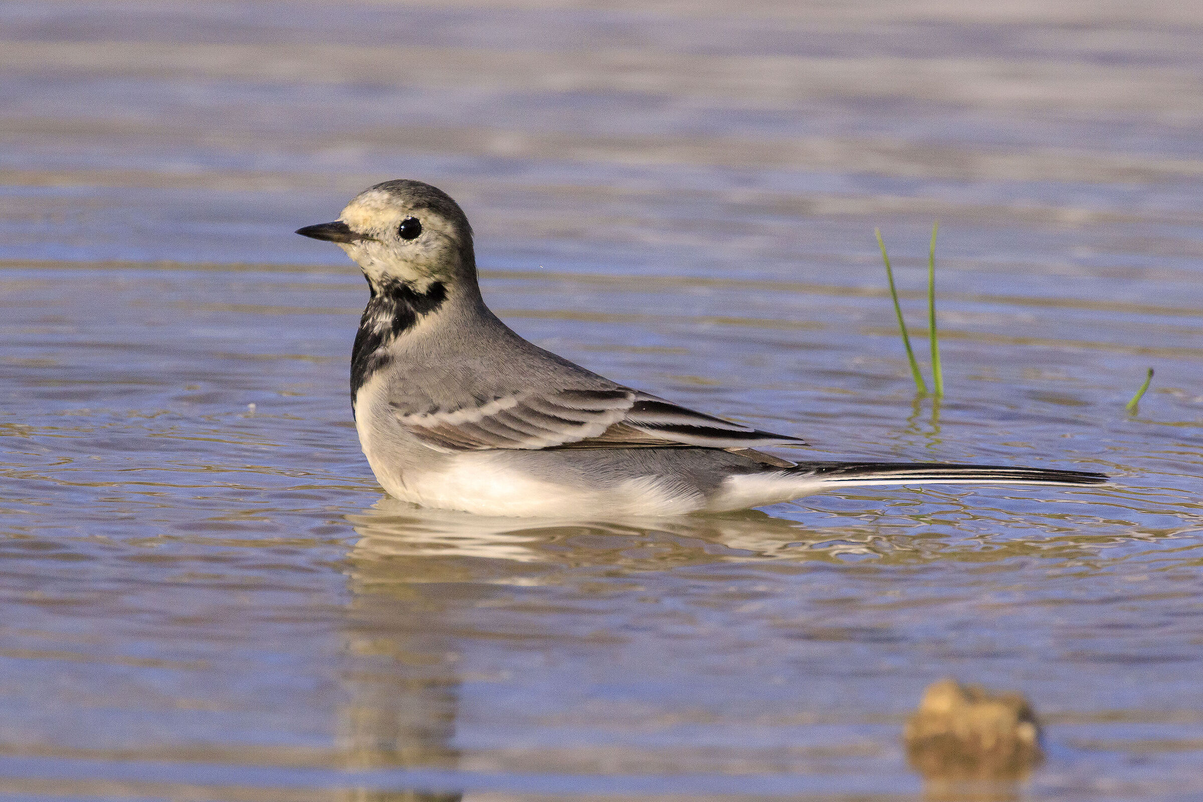 White wagtail