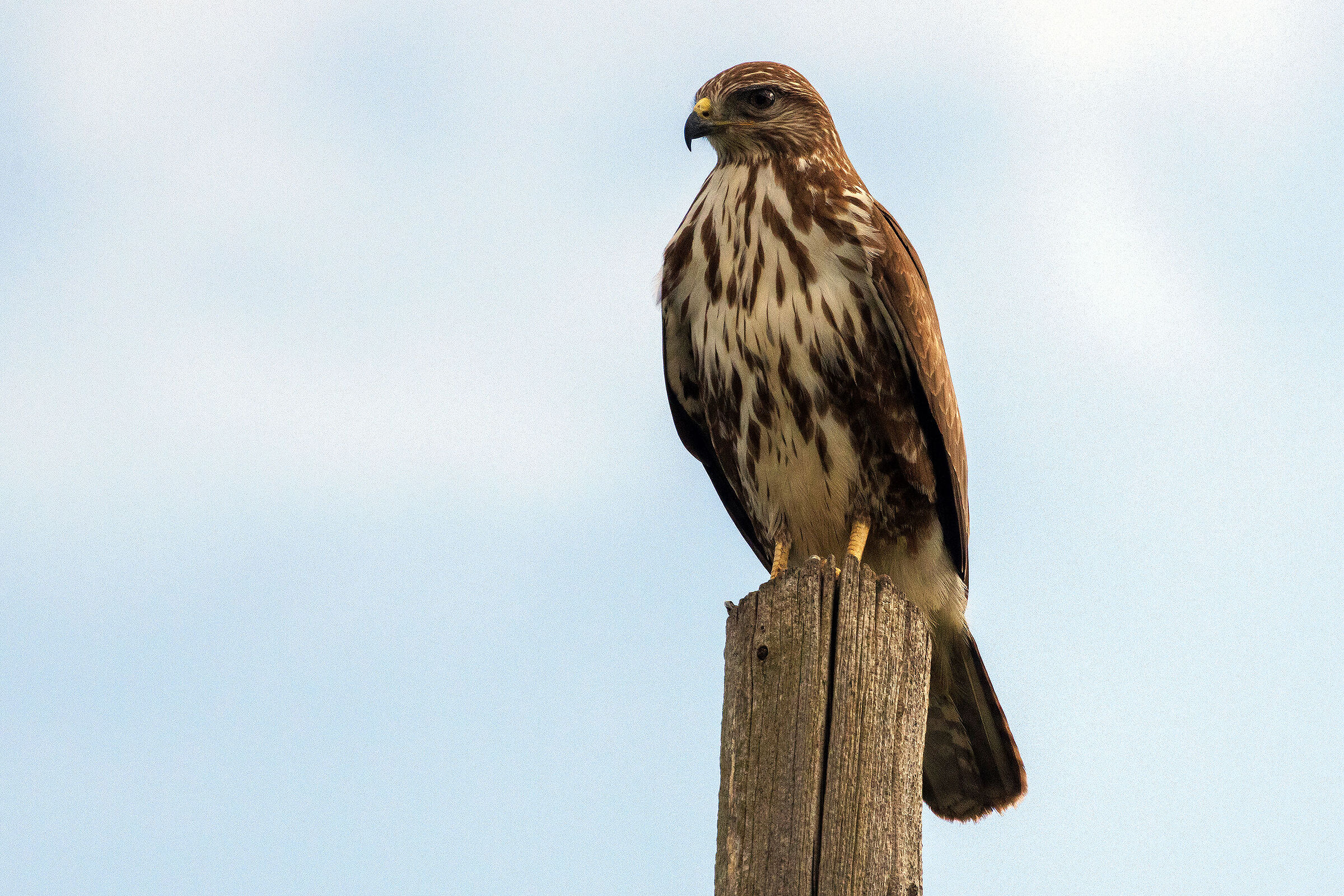 Buteo buteo