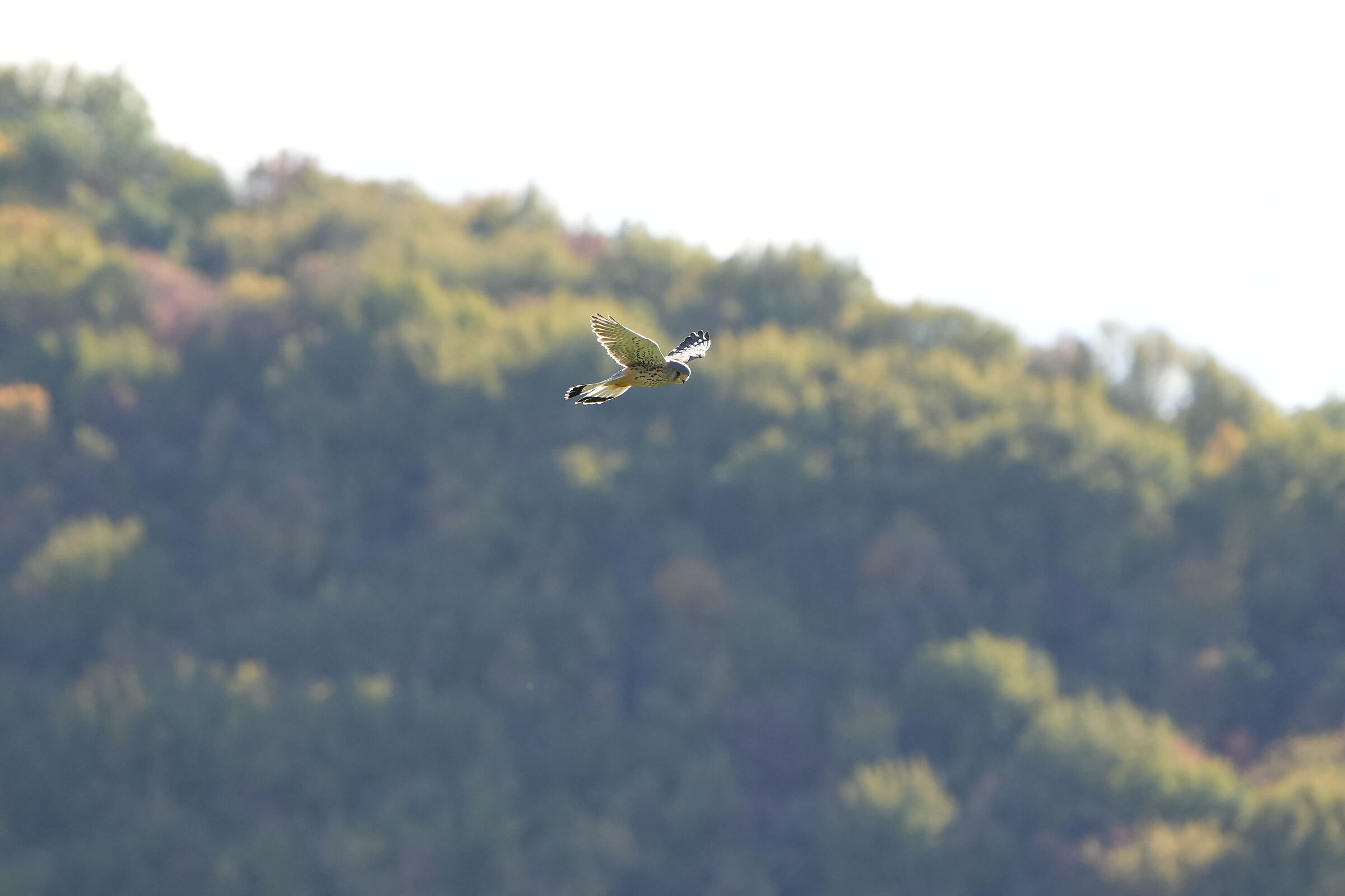kestrel?