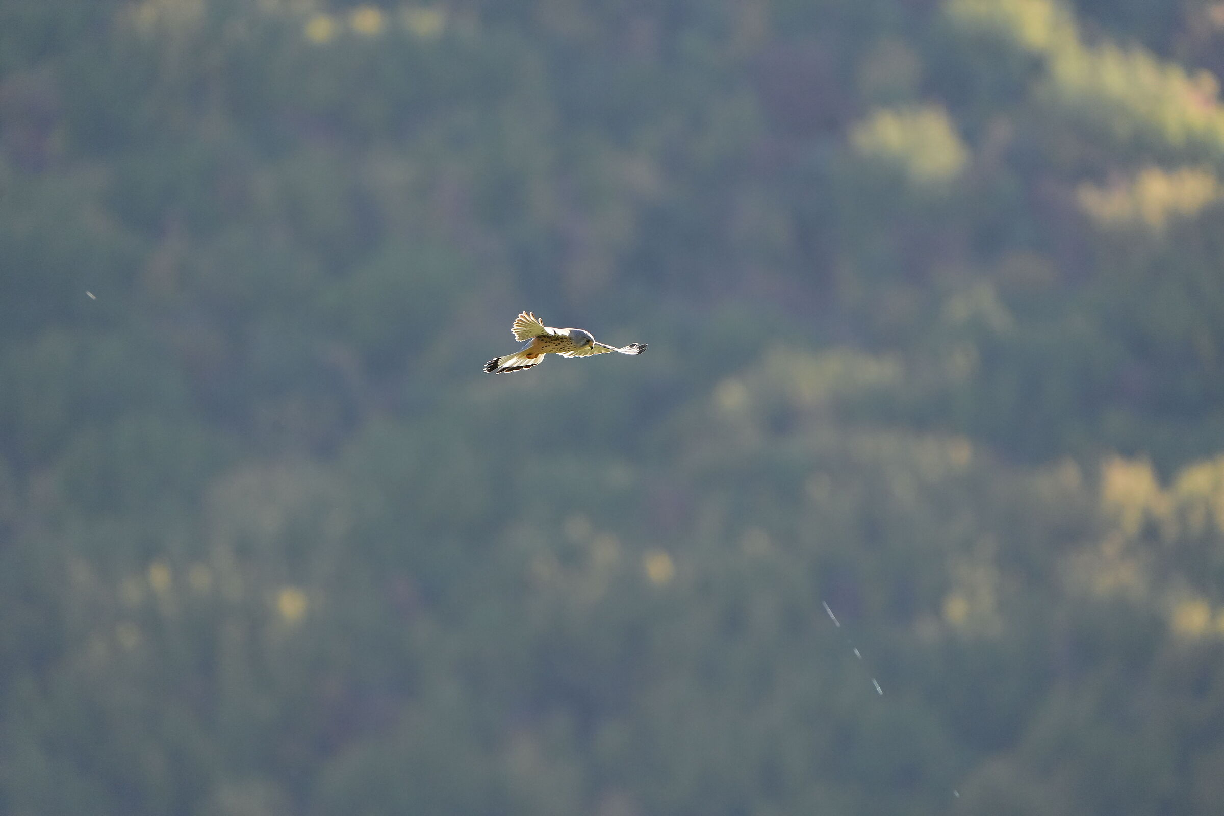 Kestrel?3