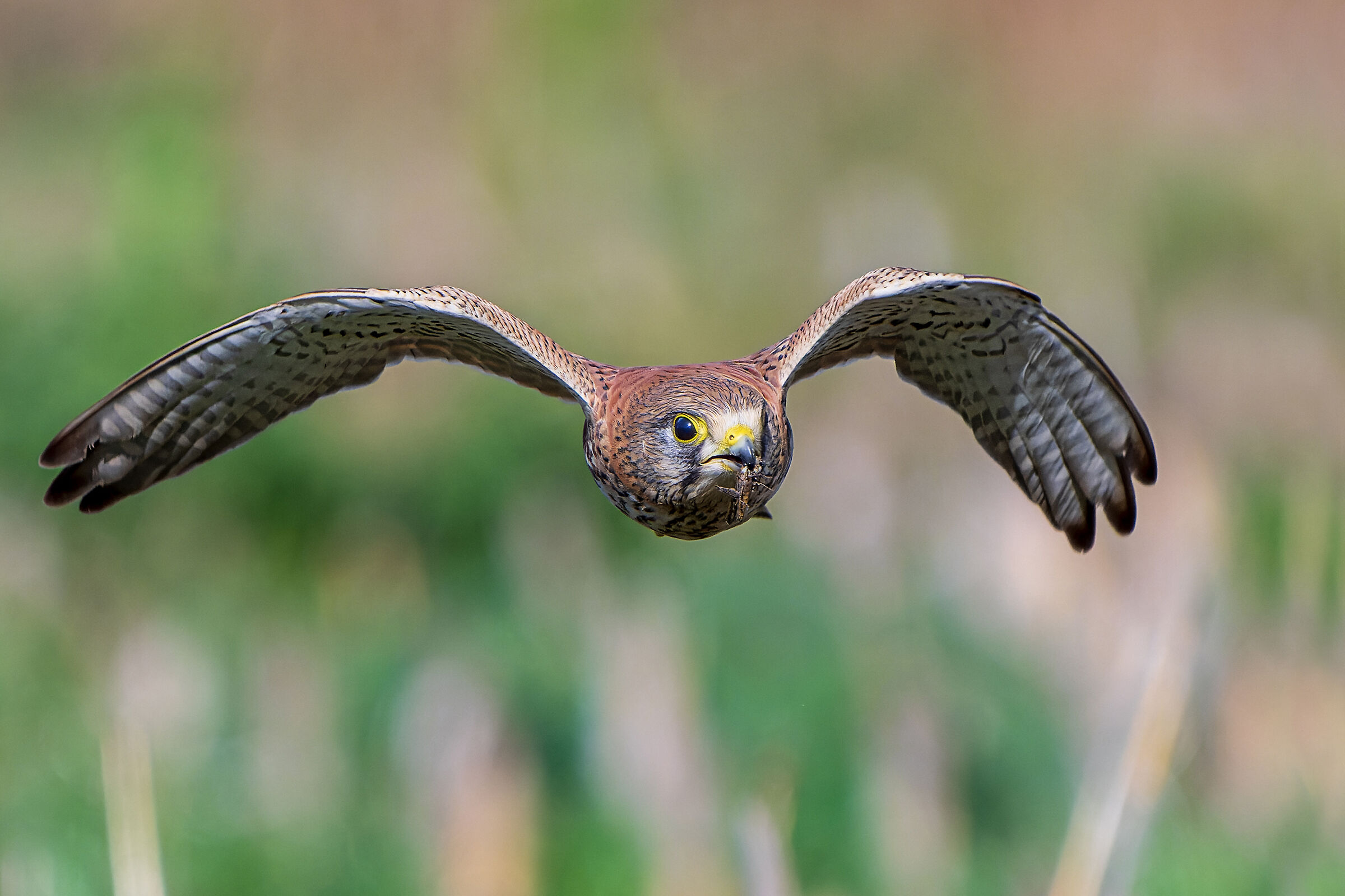 La preda del gheppio