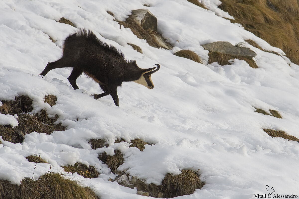Chamois