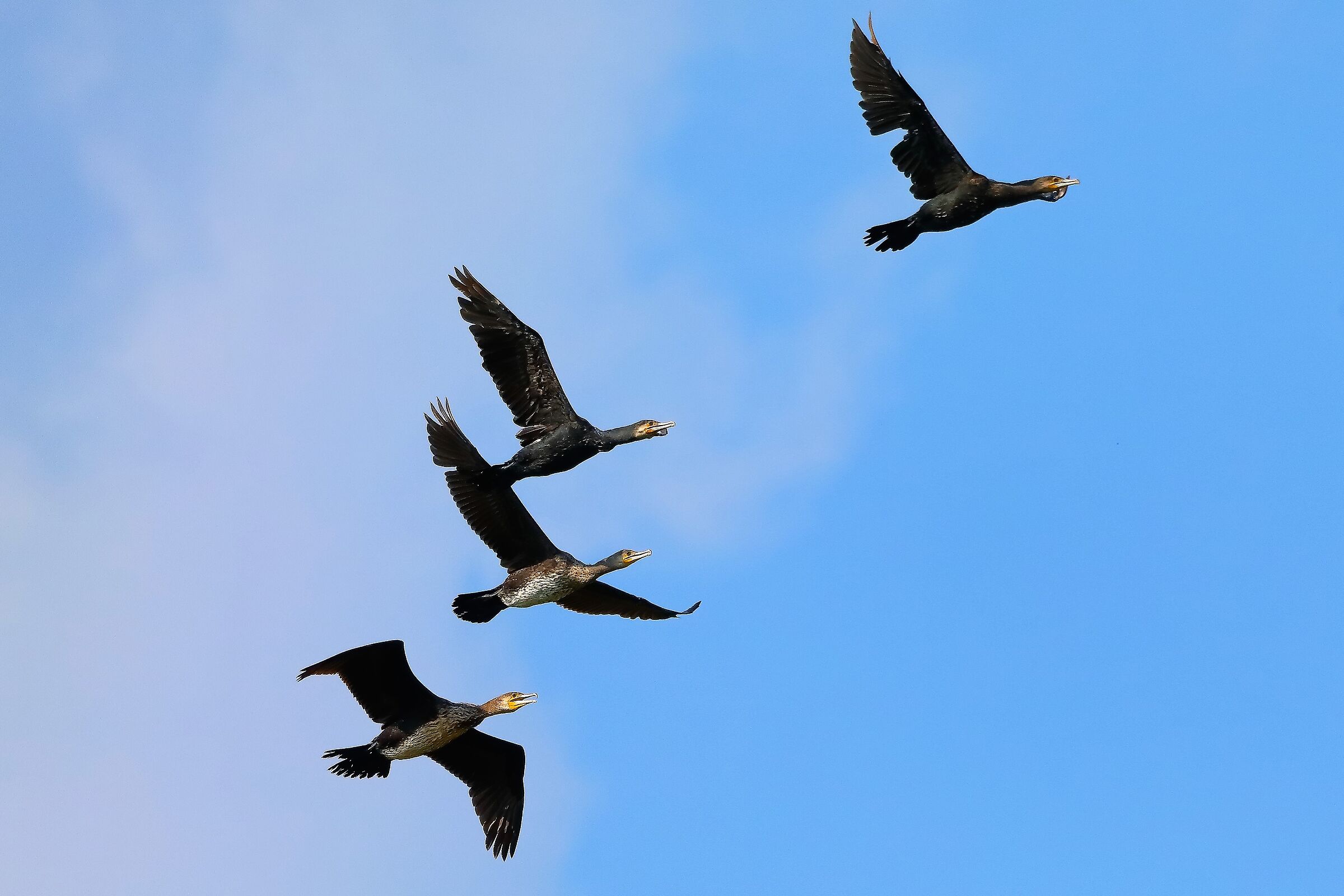 cormorani 05-09-2022