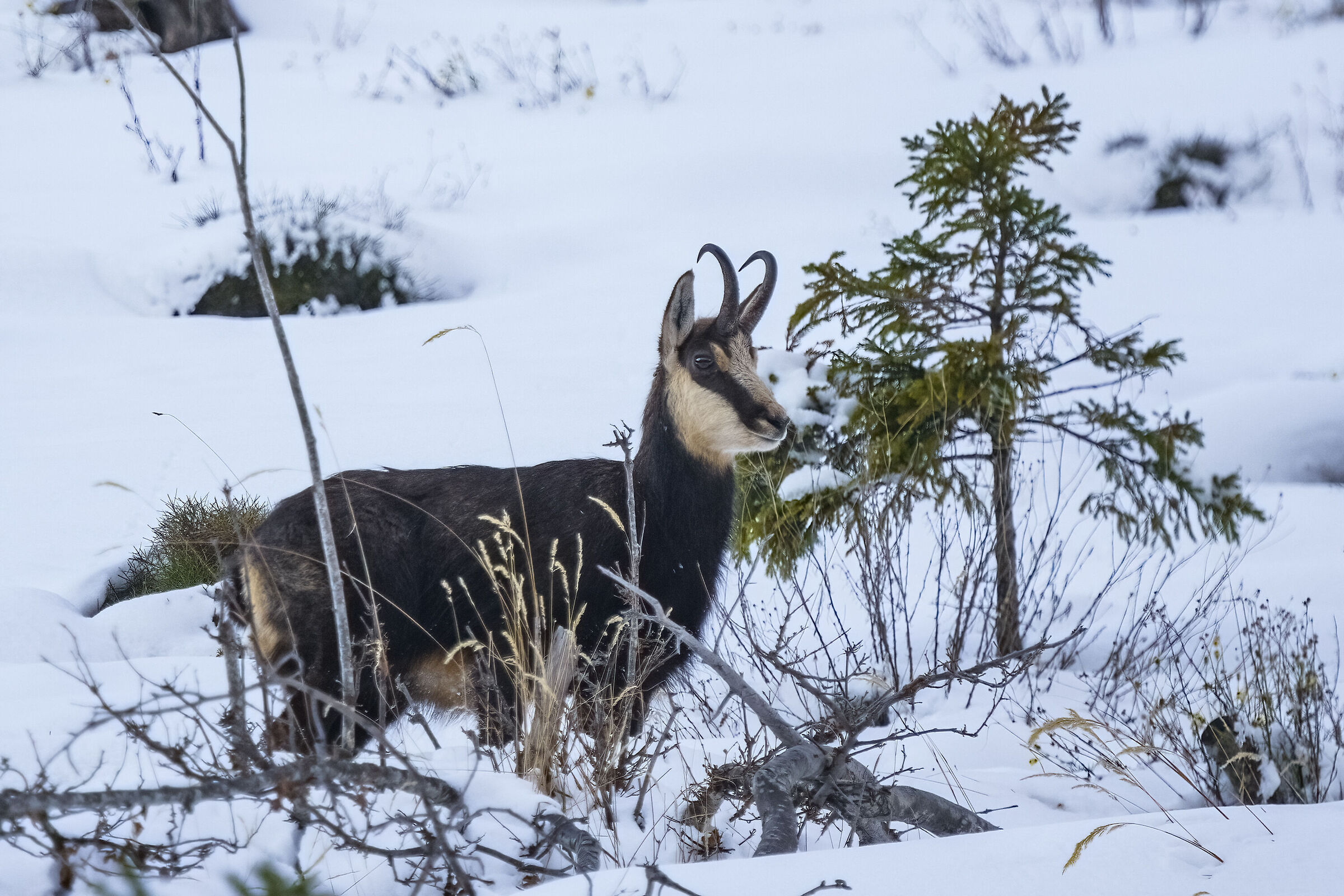 Suede in winter dress