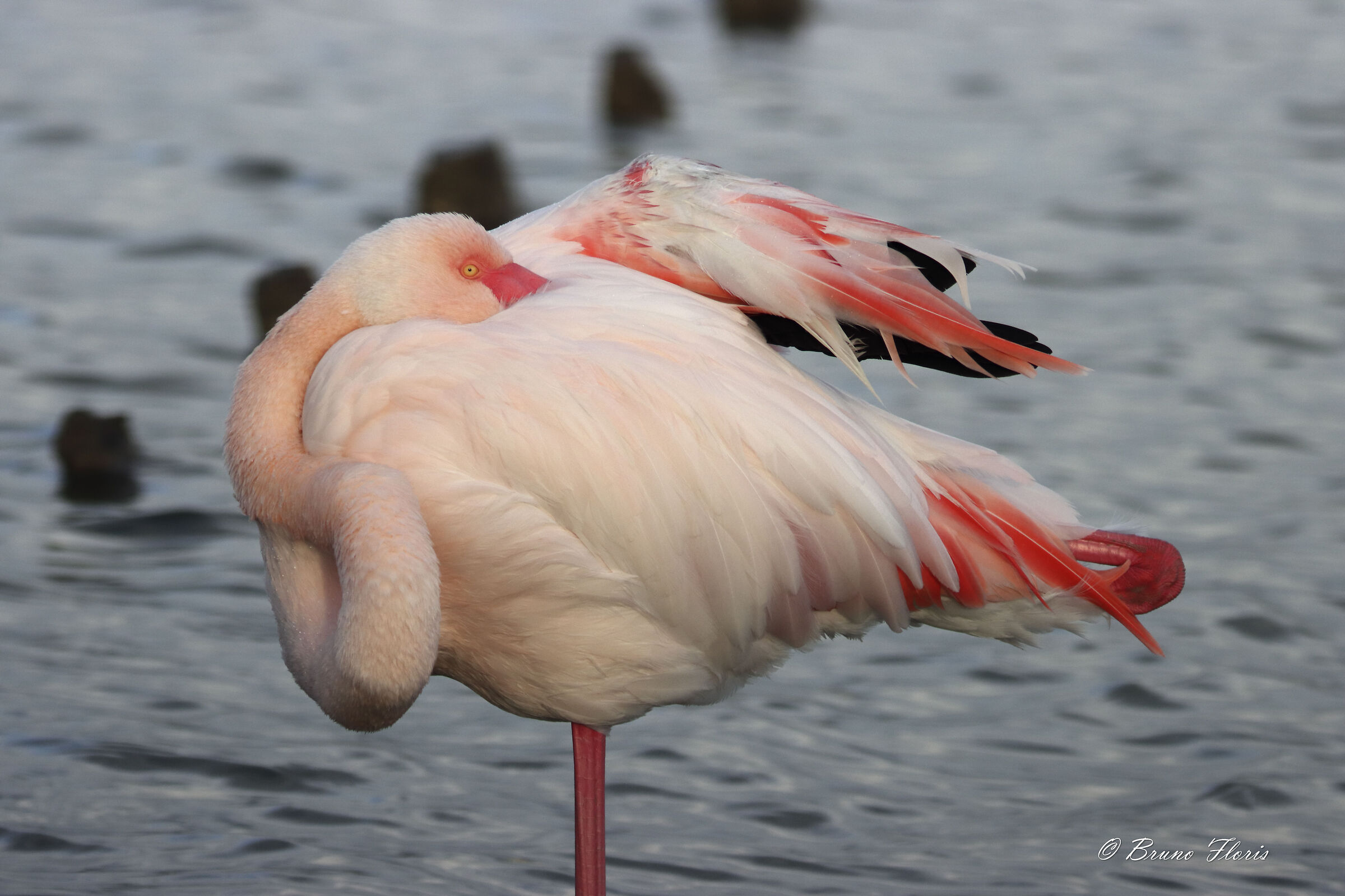 Fenicottero a Molentargius