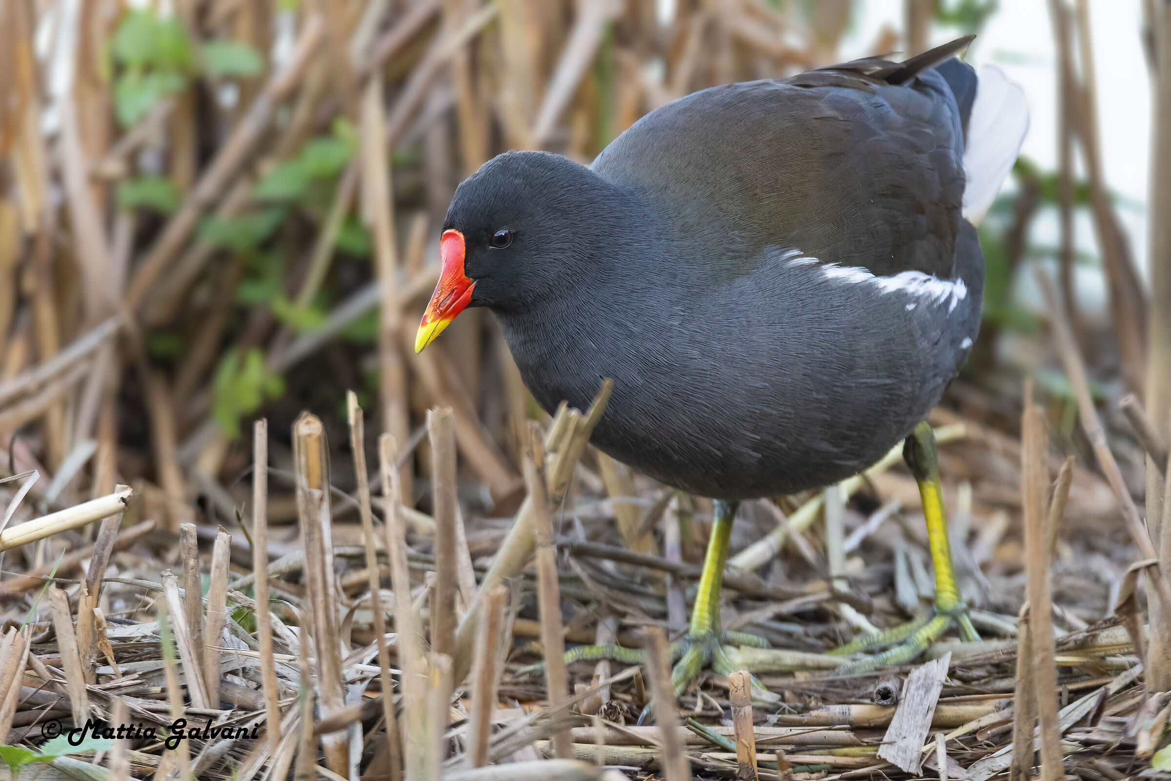 Moorhen M