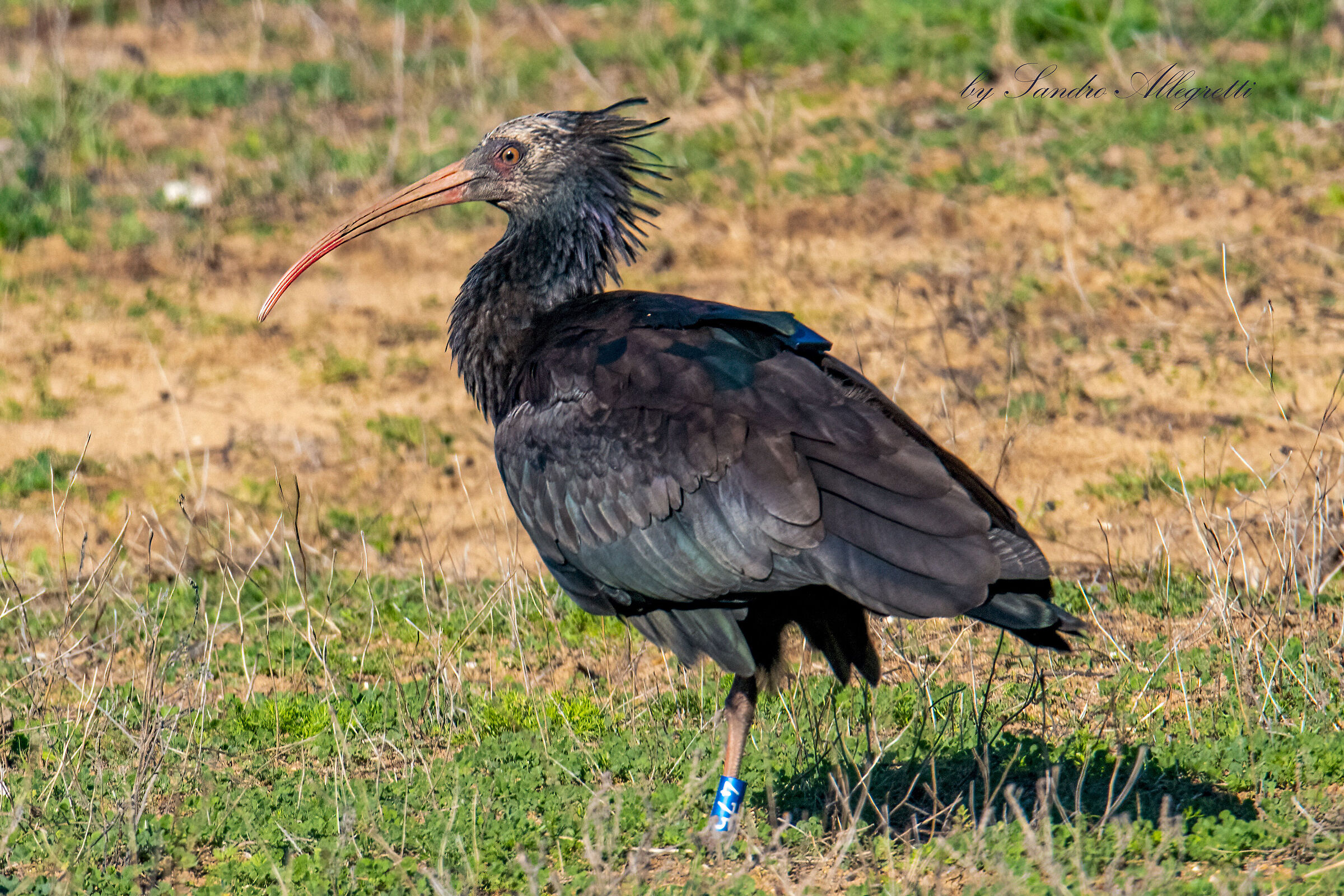 L'ibis eremita (Geronticus eremita)