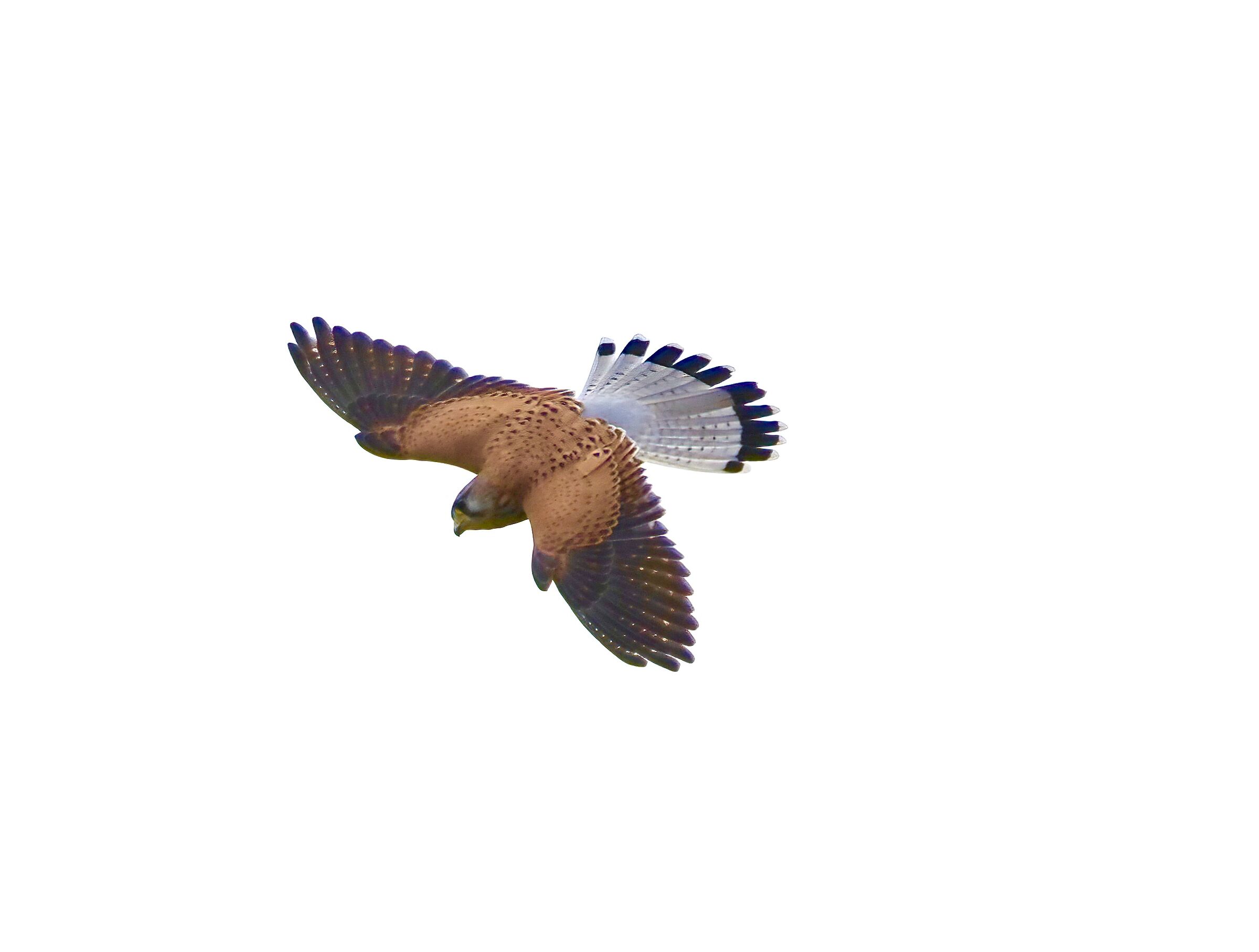 Falco