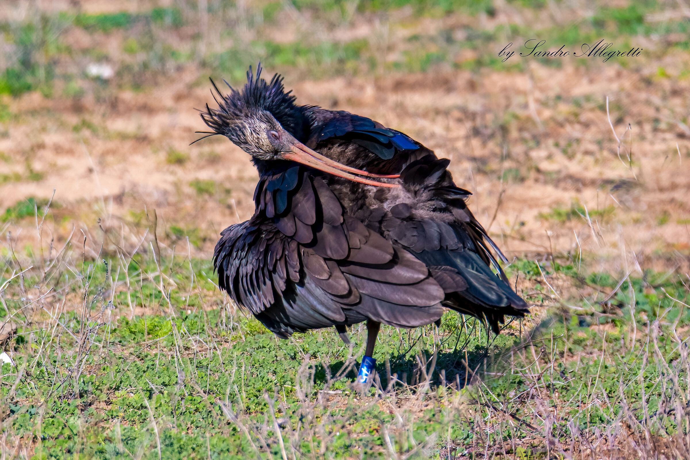 L'ibis eremita (Geronticus eremita)