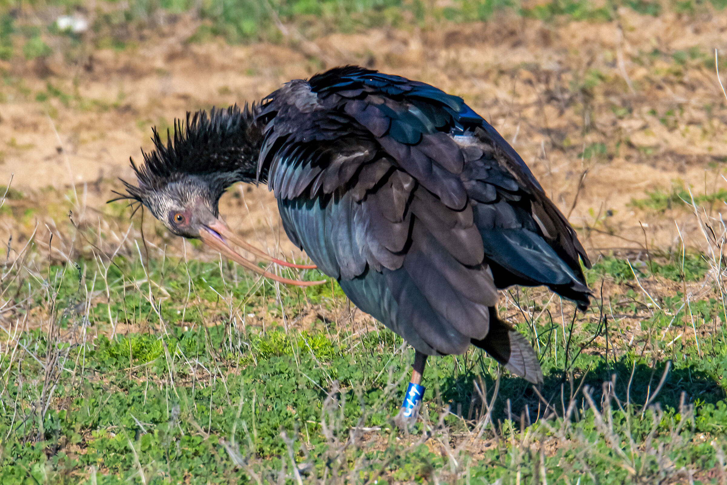 L'ibis eremita (Geronticus eremita)