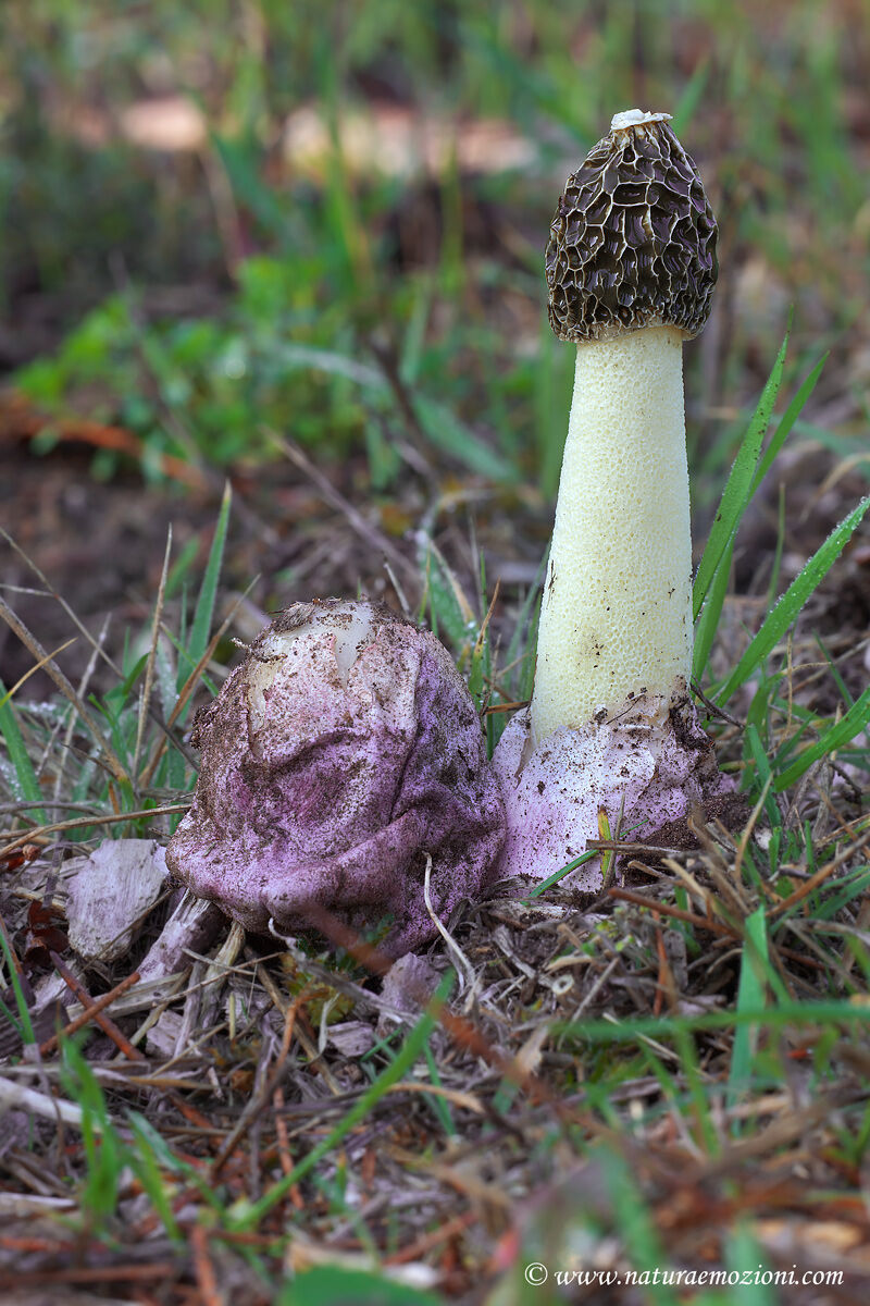 Phallus-hadrianii