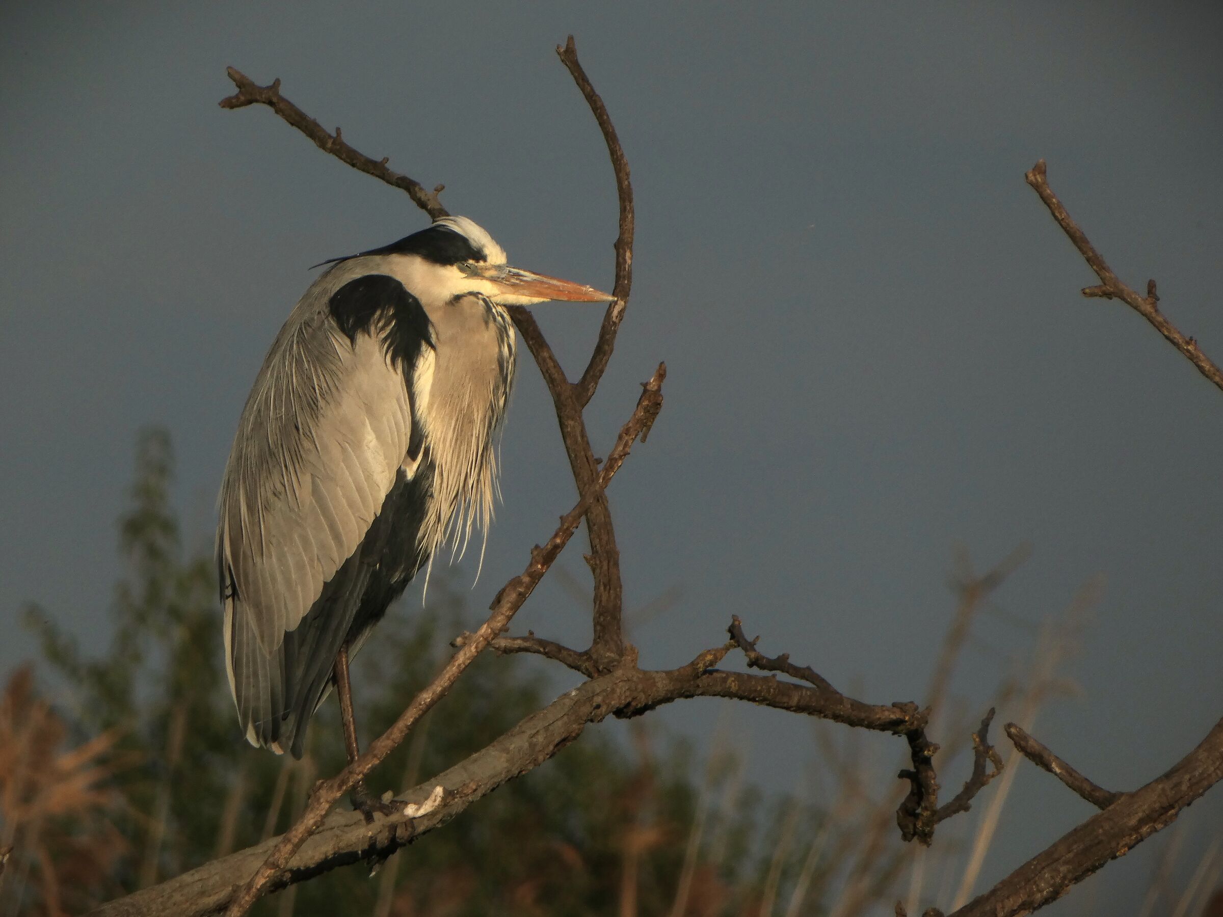 Grey heron