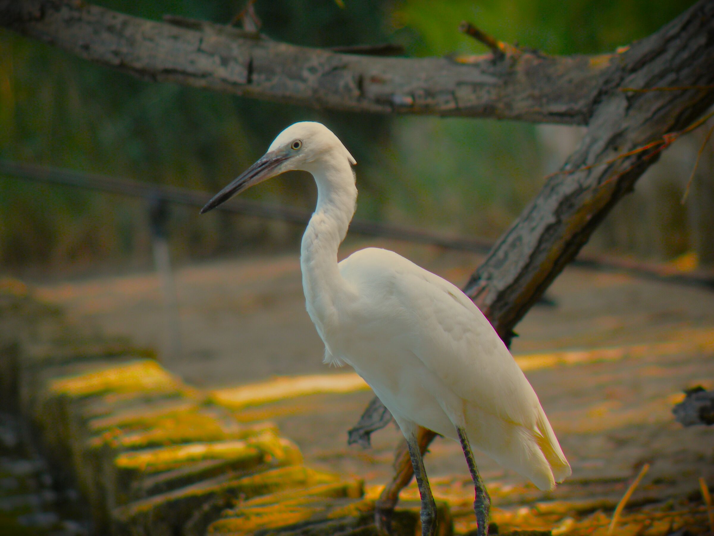 Egret