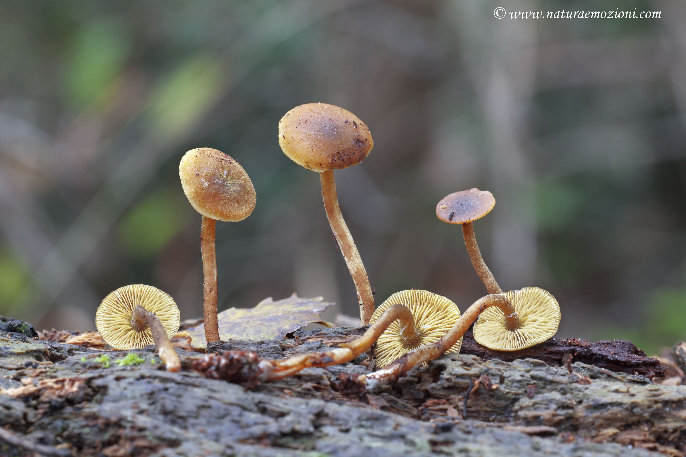 Callistosporium xanthophyllum