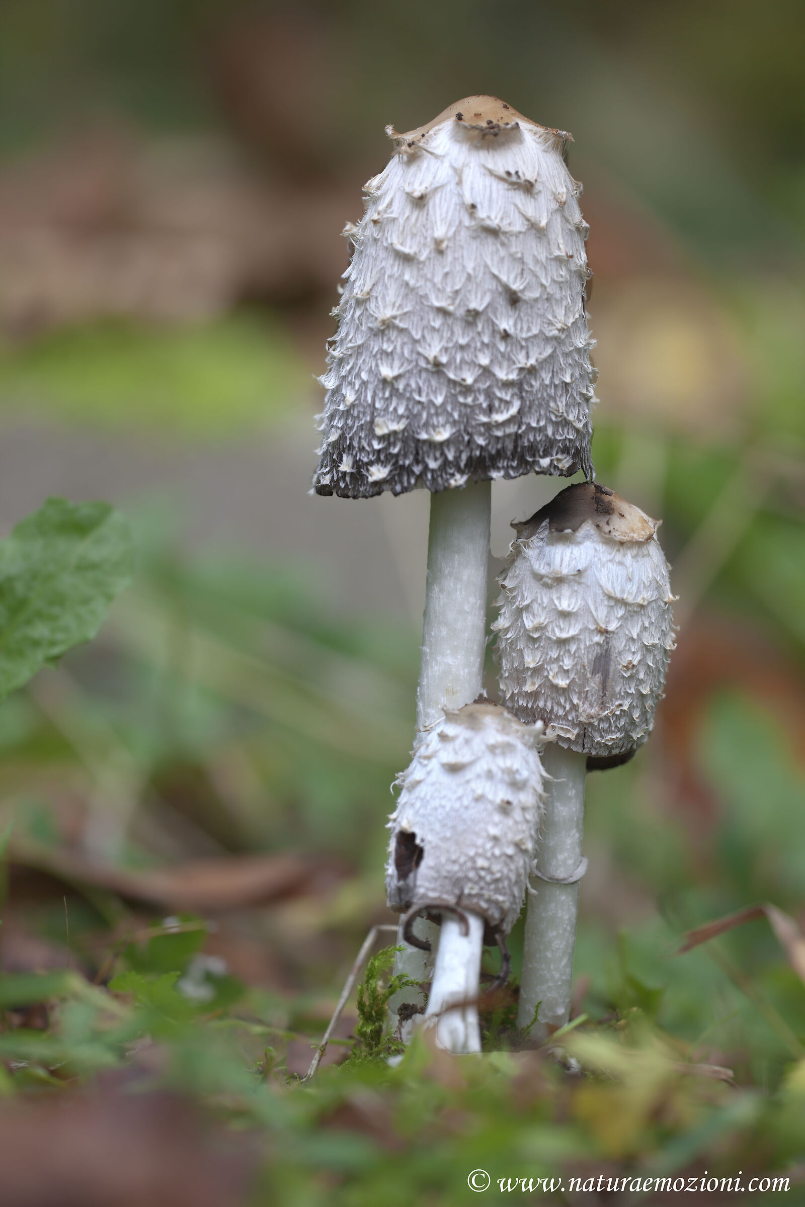 Coprinus comatus