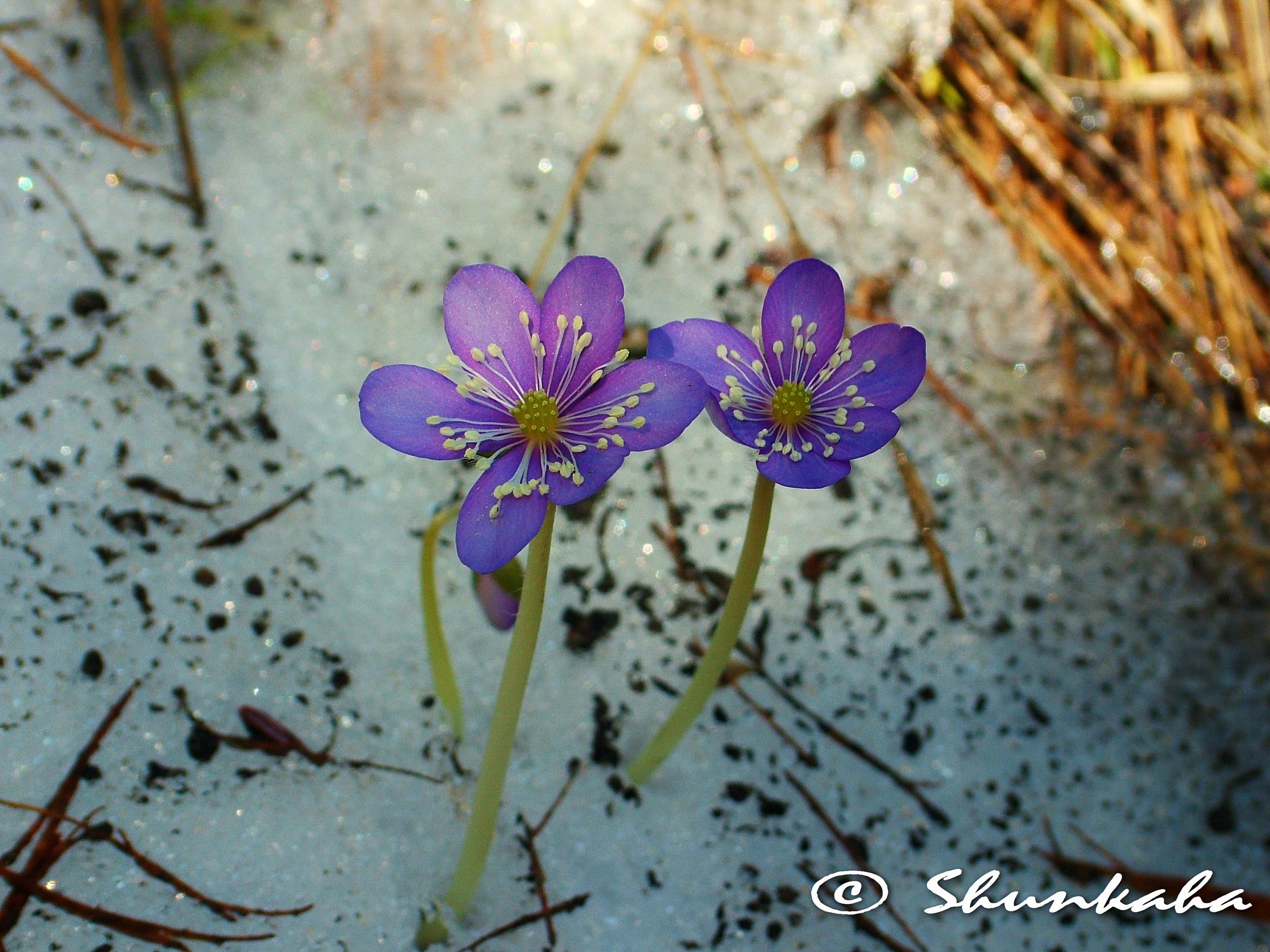 Anemone hepatica