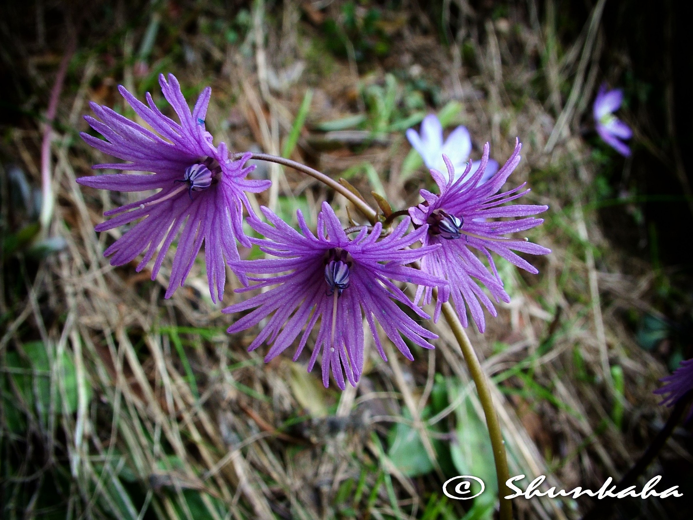 Alpine soldanella
