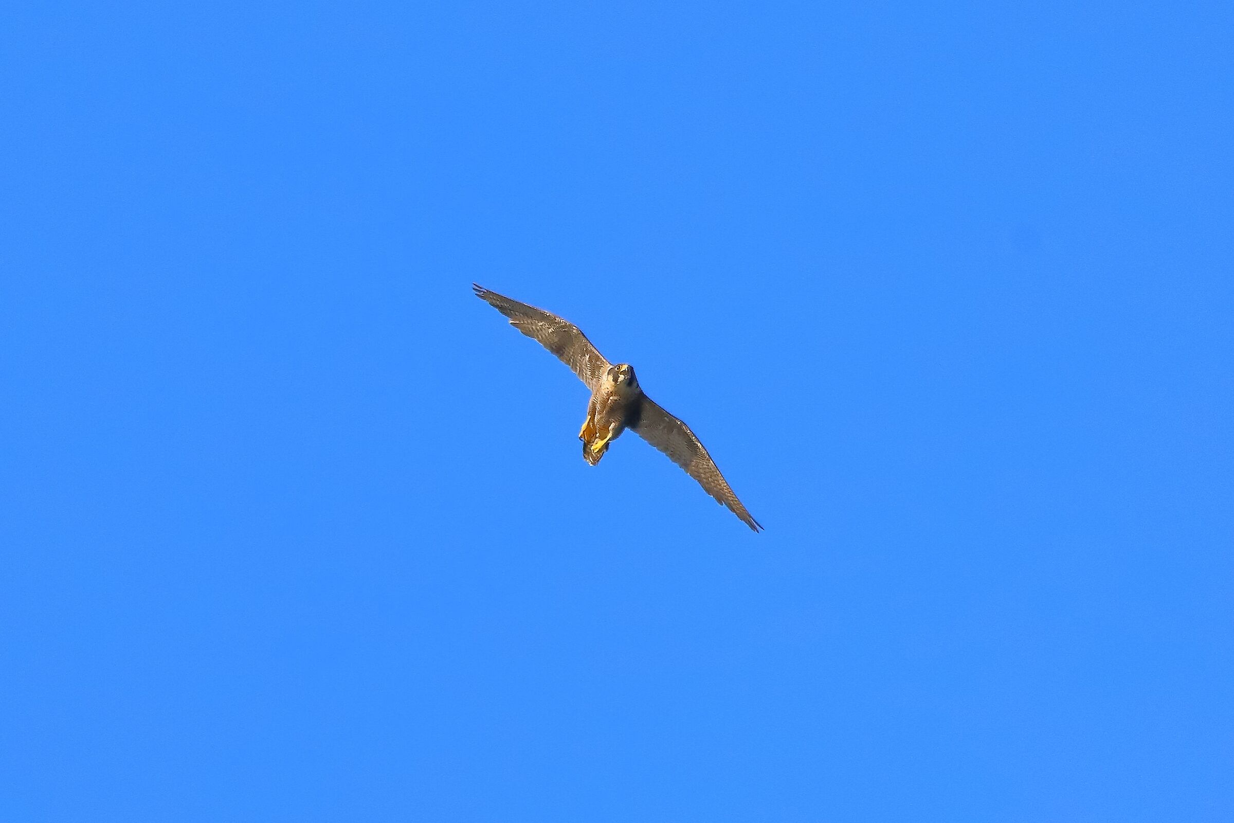 Falco pellegrino 02-08-2022