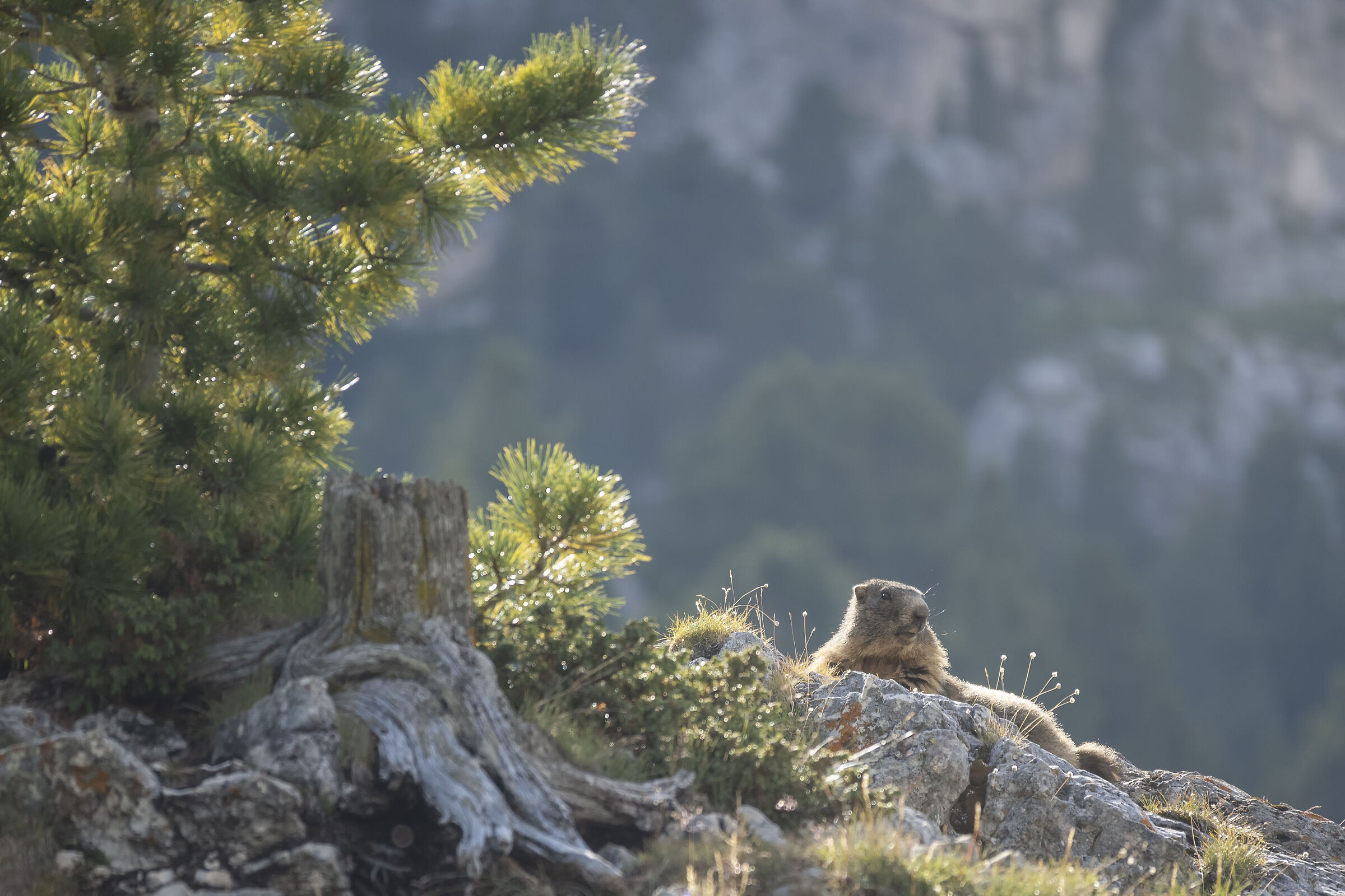 Marmotta