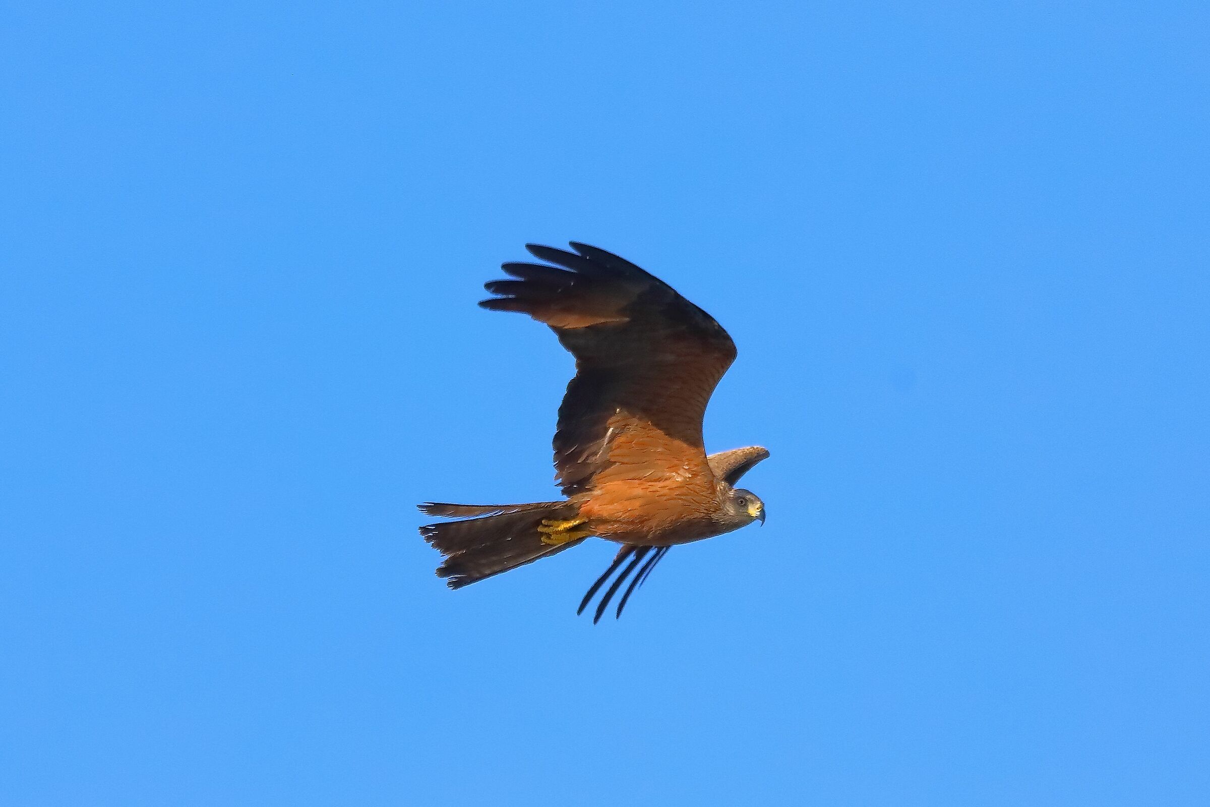 Nibbio bruno 08-08-2022