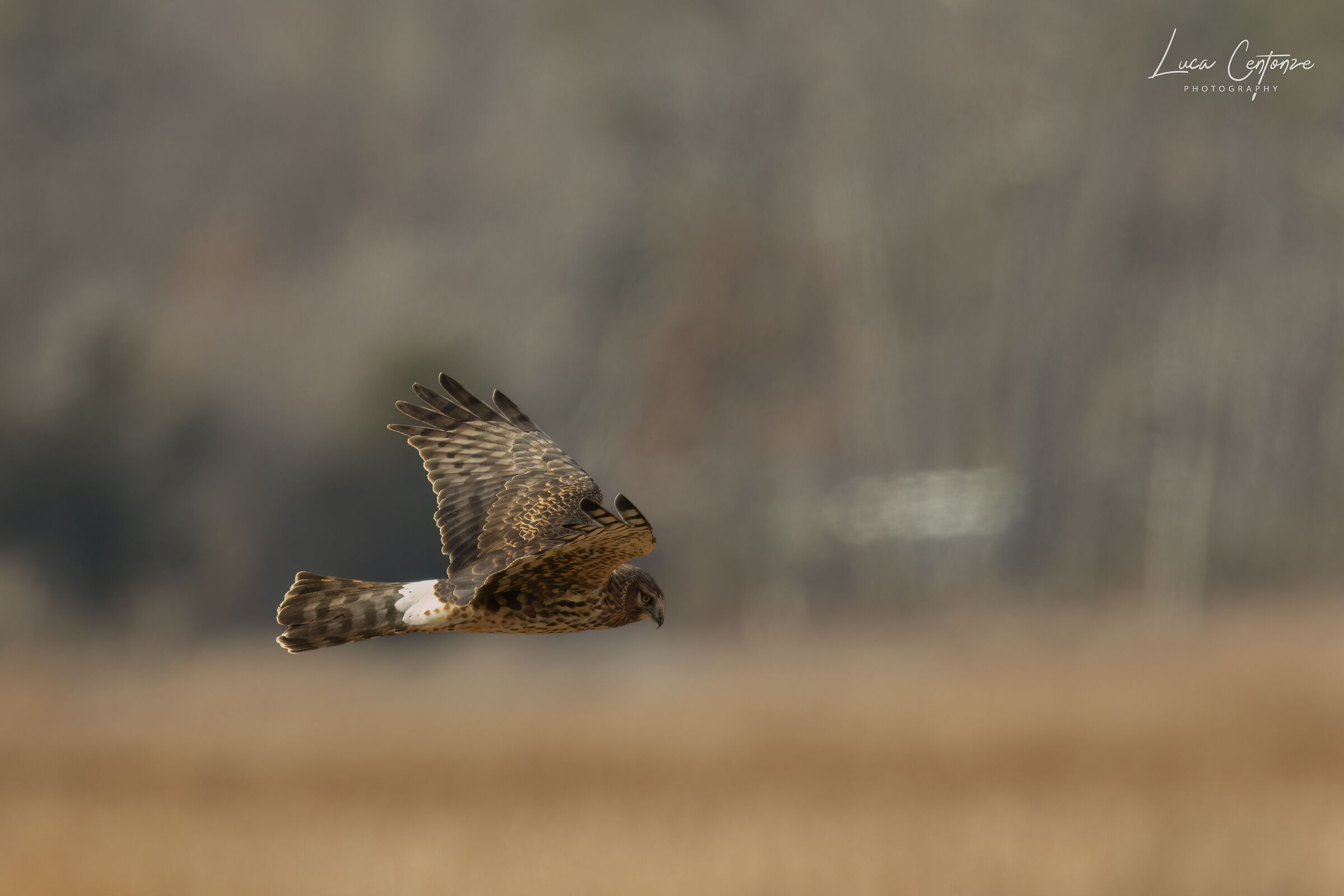 Northern Harrier (Circus hudsonius)