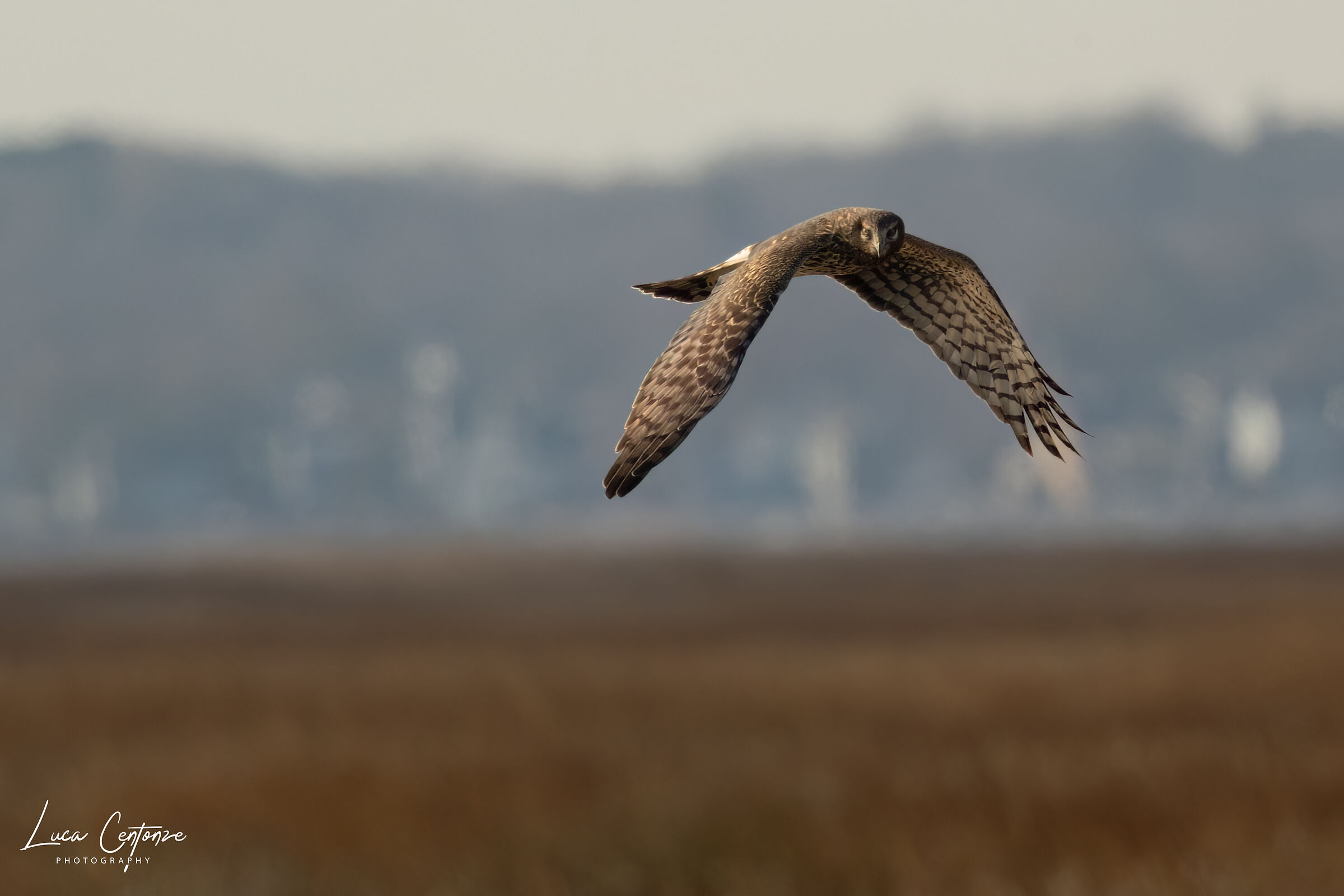 Northern Harrier (Circus hudsonius)
