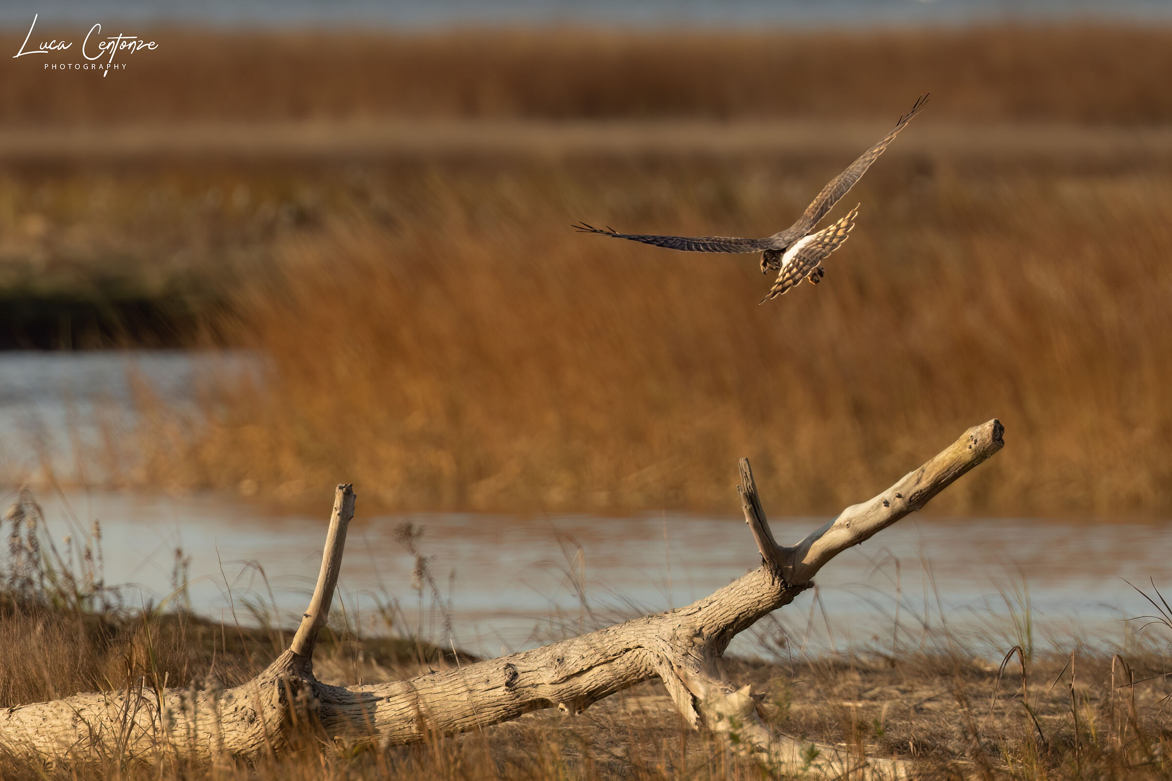 Northern Harrier (Circus hudsonius)