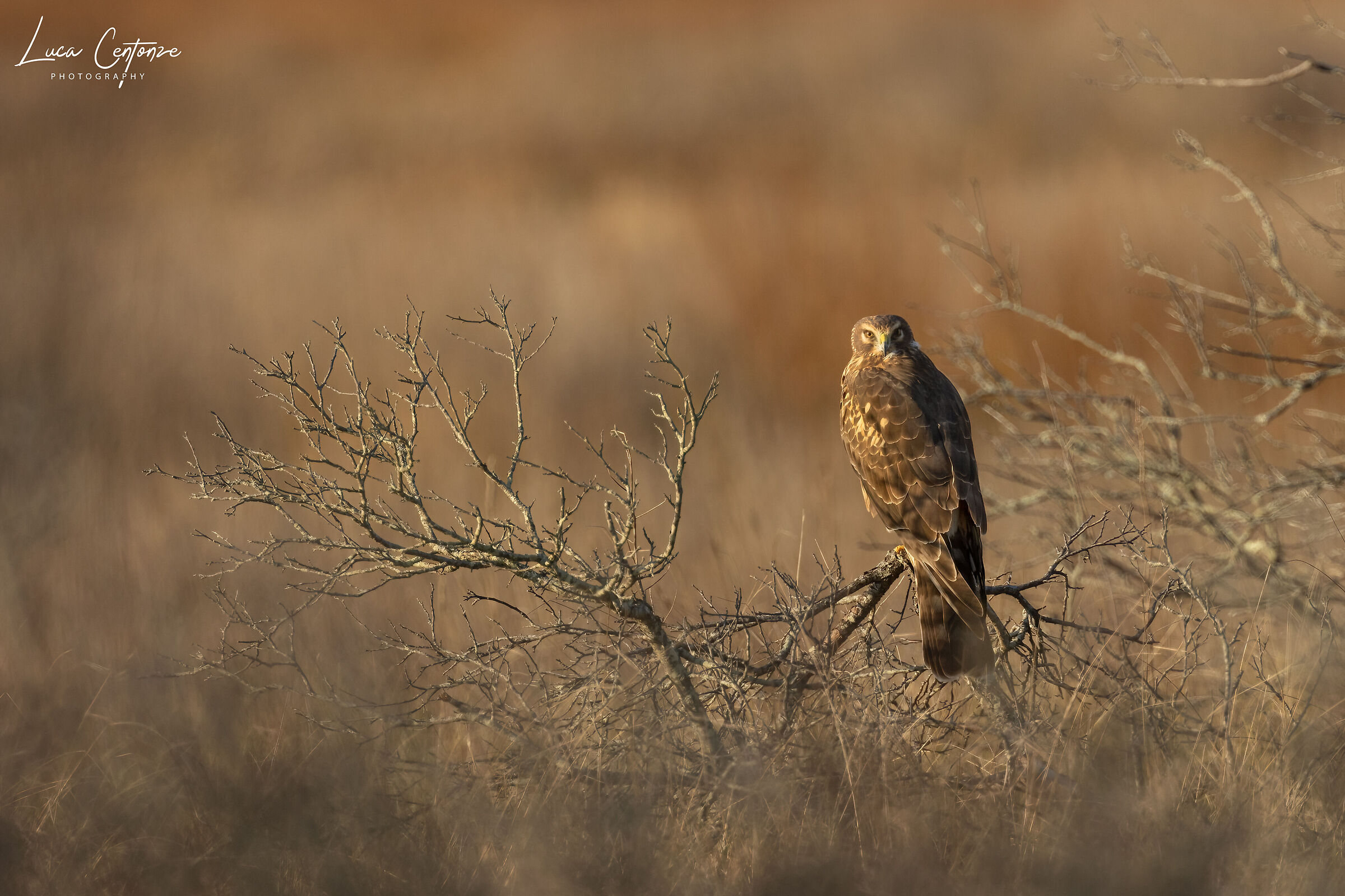 Northern Harrier (Circus hudsonius)