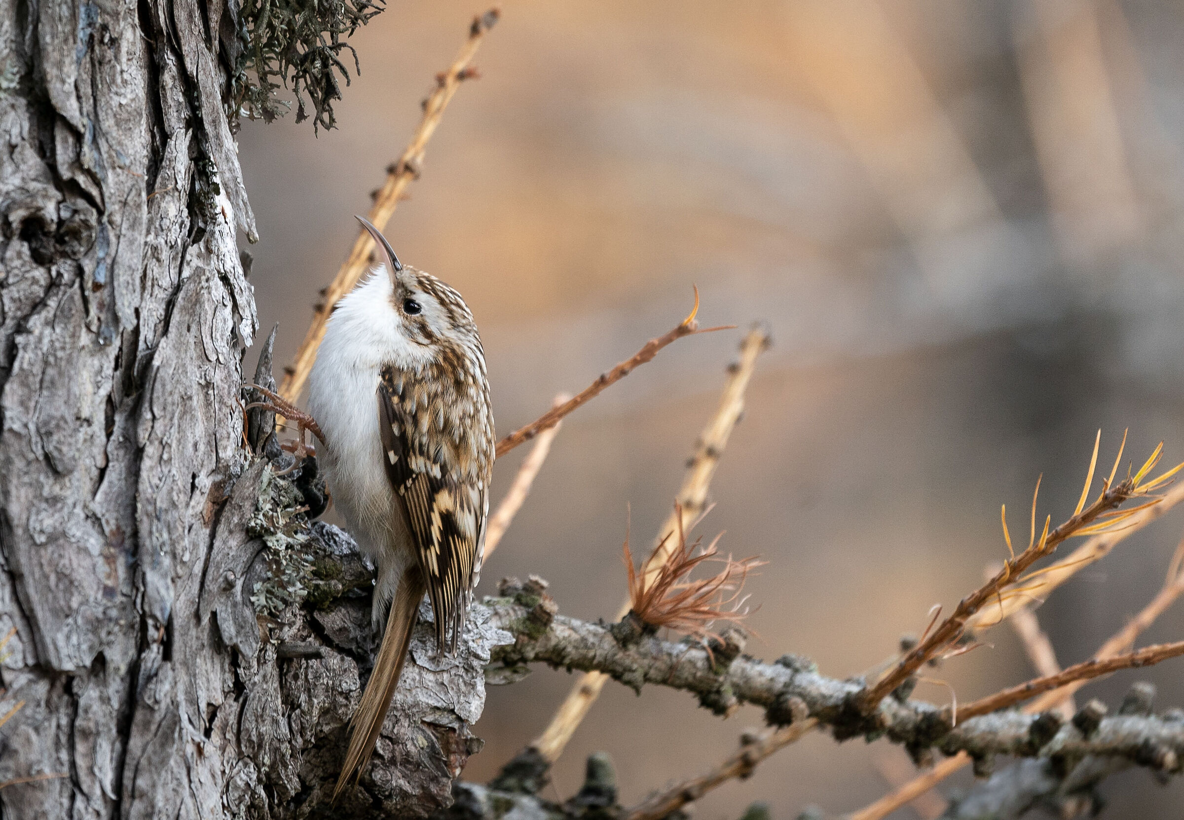 Rampichino alpestre