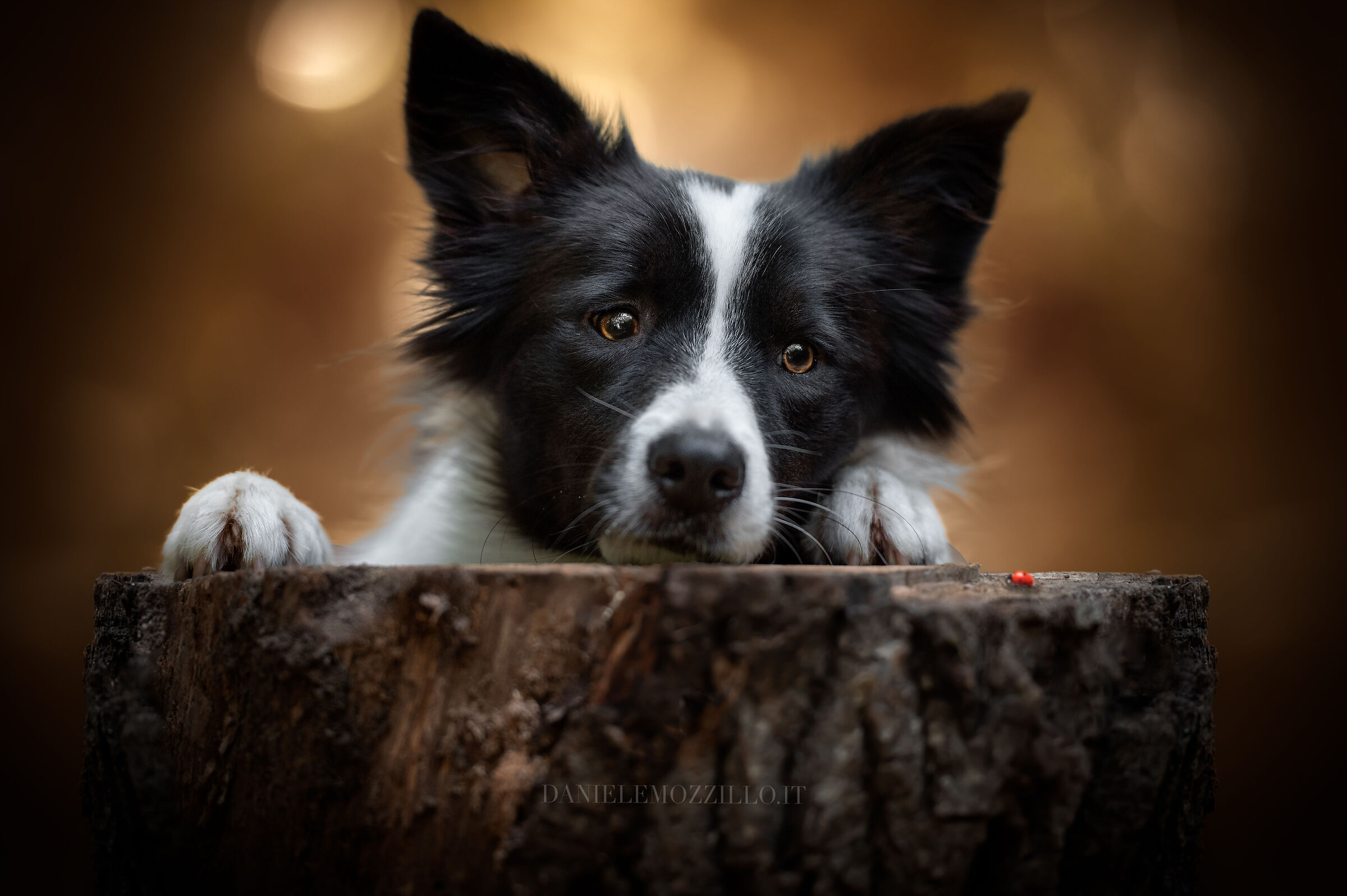 Amber and the ladybug