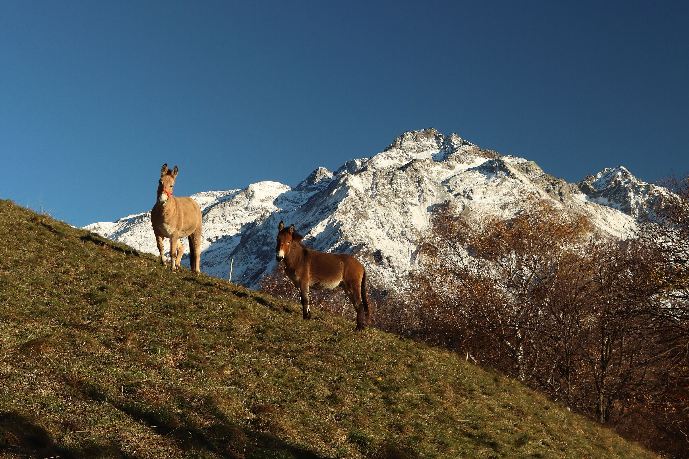 the mules of the "Redorta"