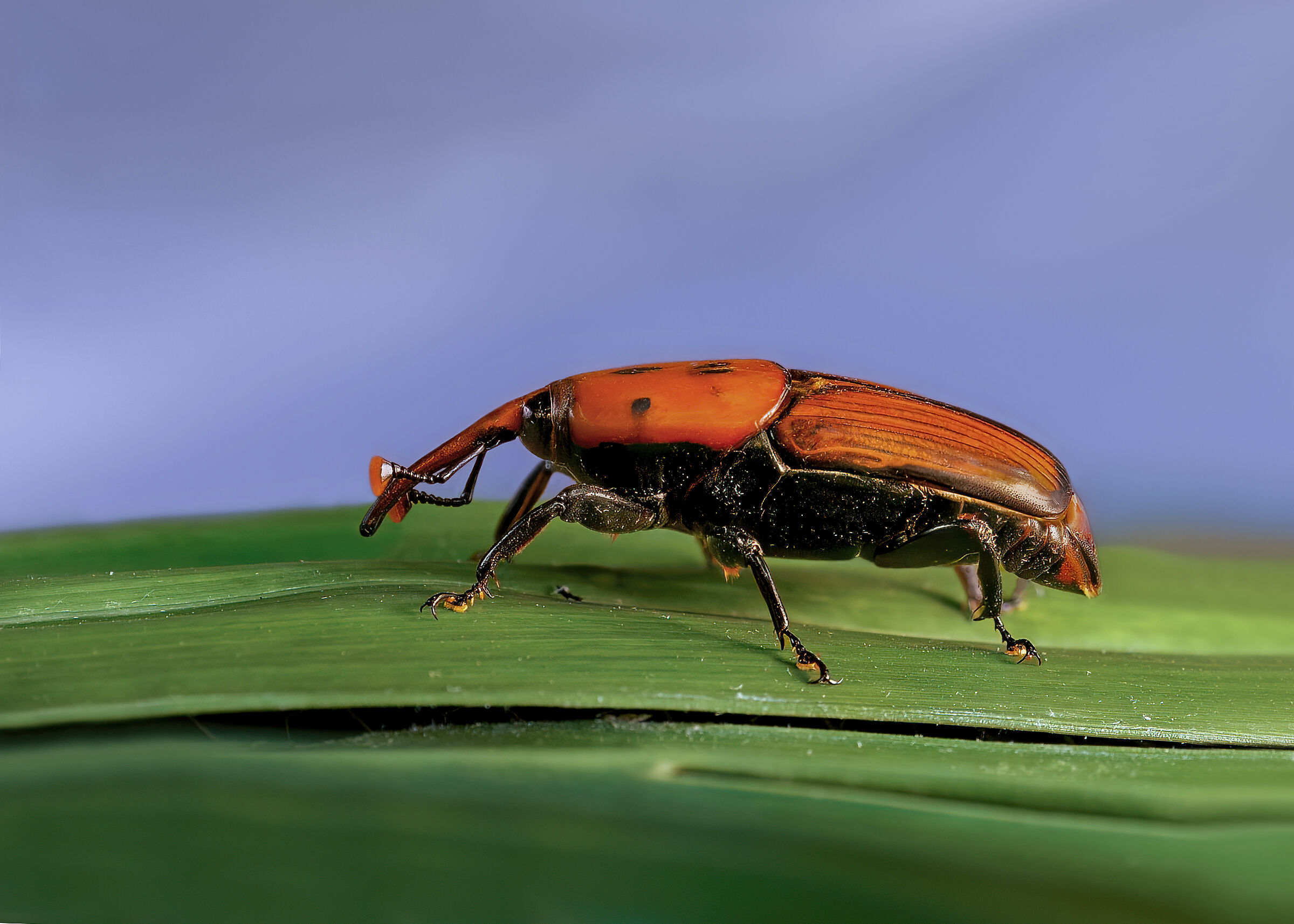 Scarabeo Punteruolo rosso