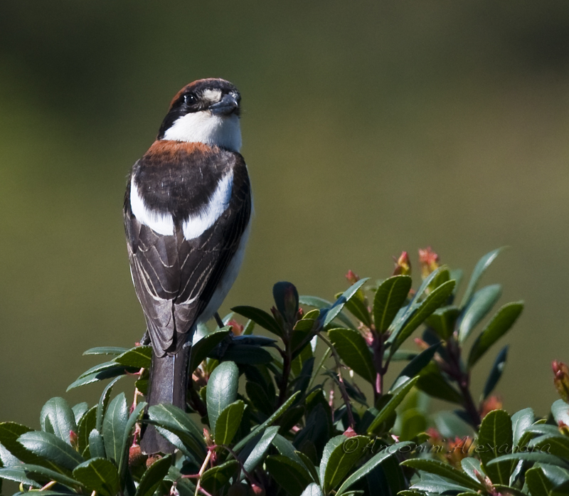 Chardonneret élégant