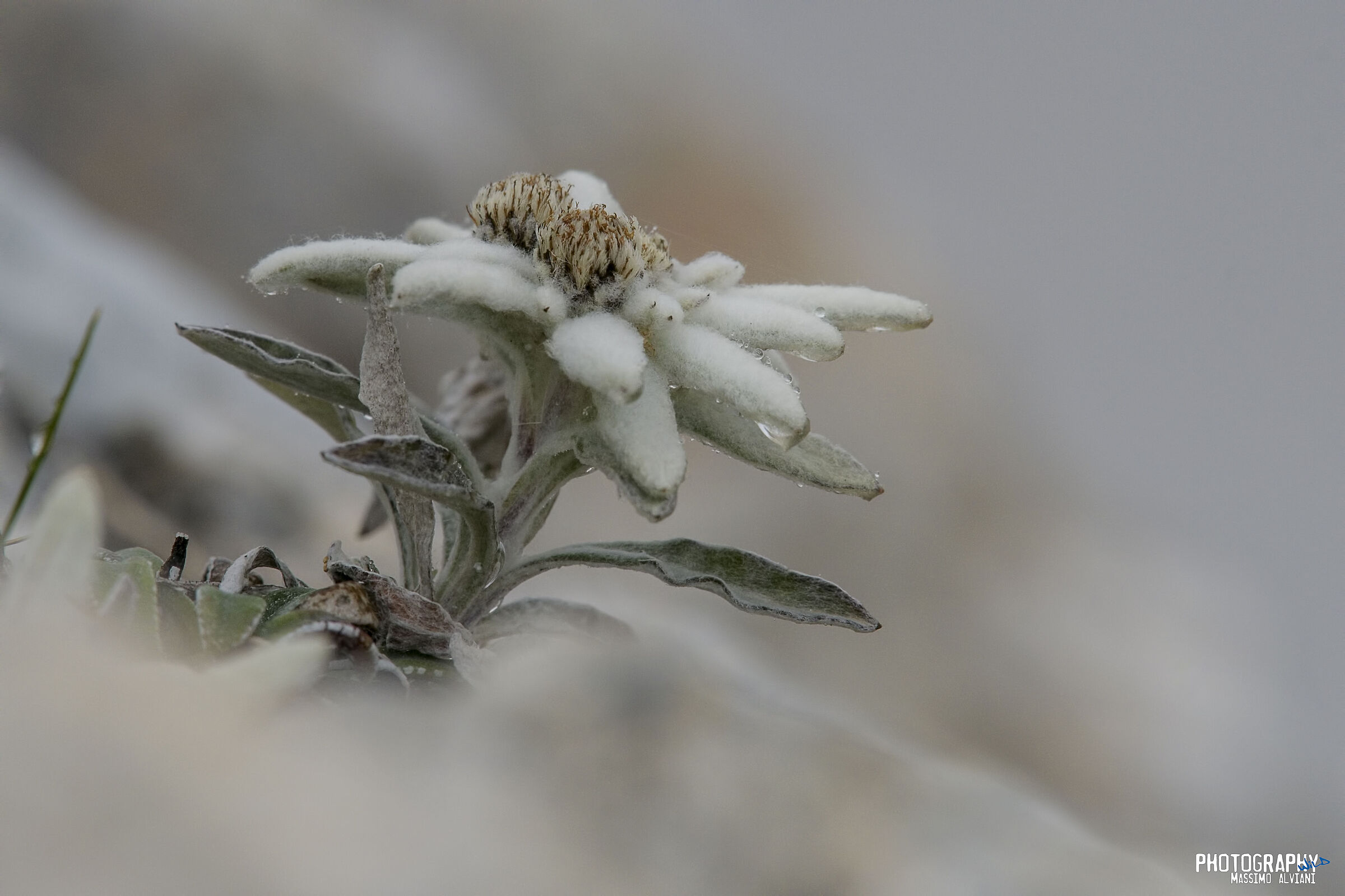 Stella alpina appenninica.