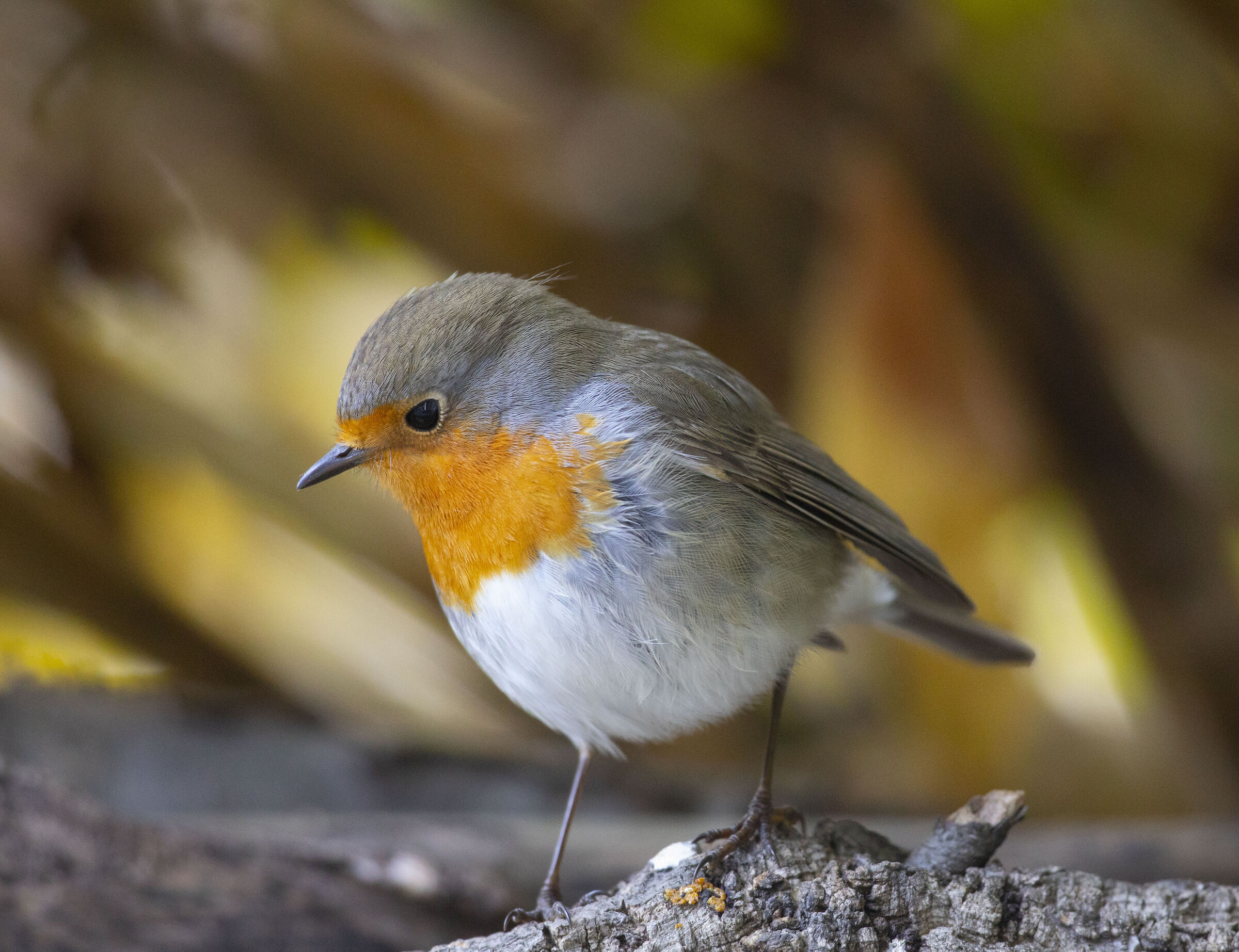 Robin