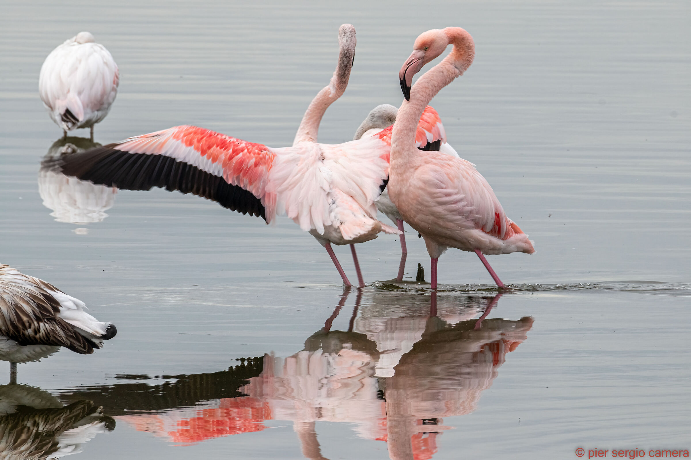 Courtship