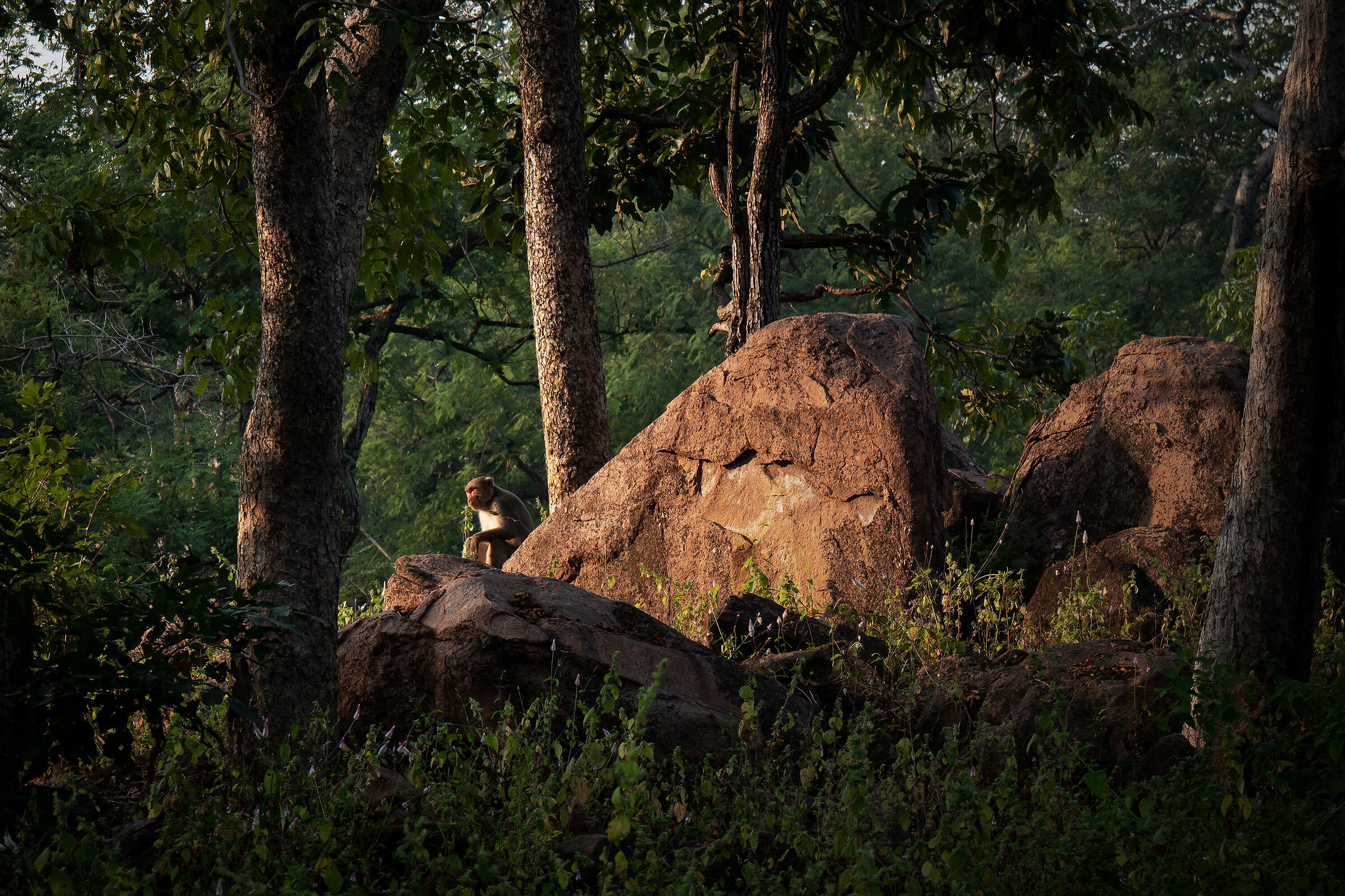 Indian Jungle - Panna National Park - India 2022