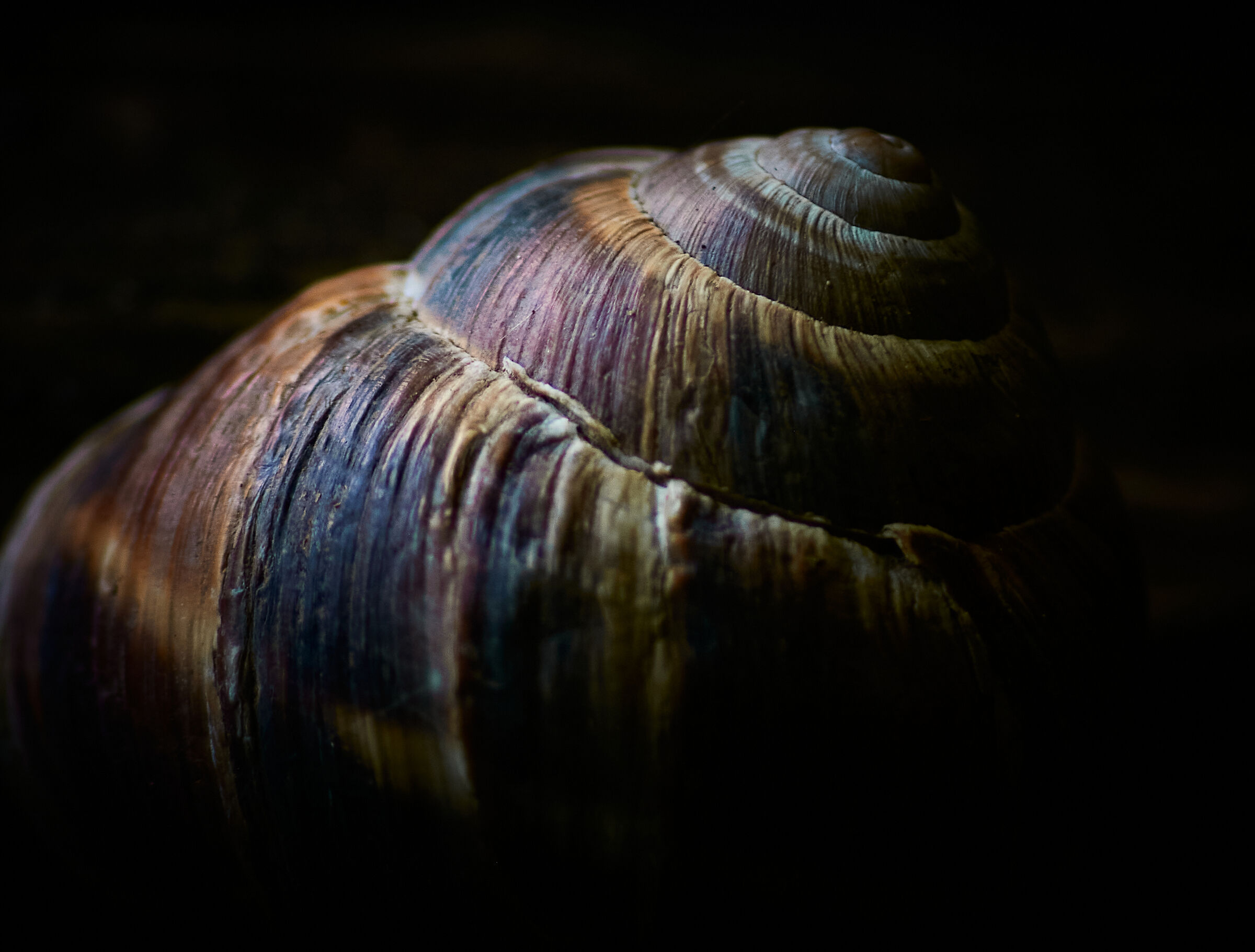 Spirale logaritmica