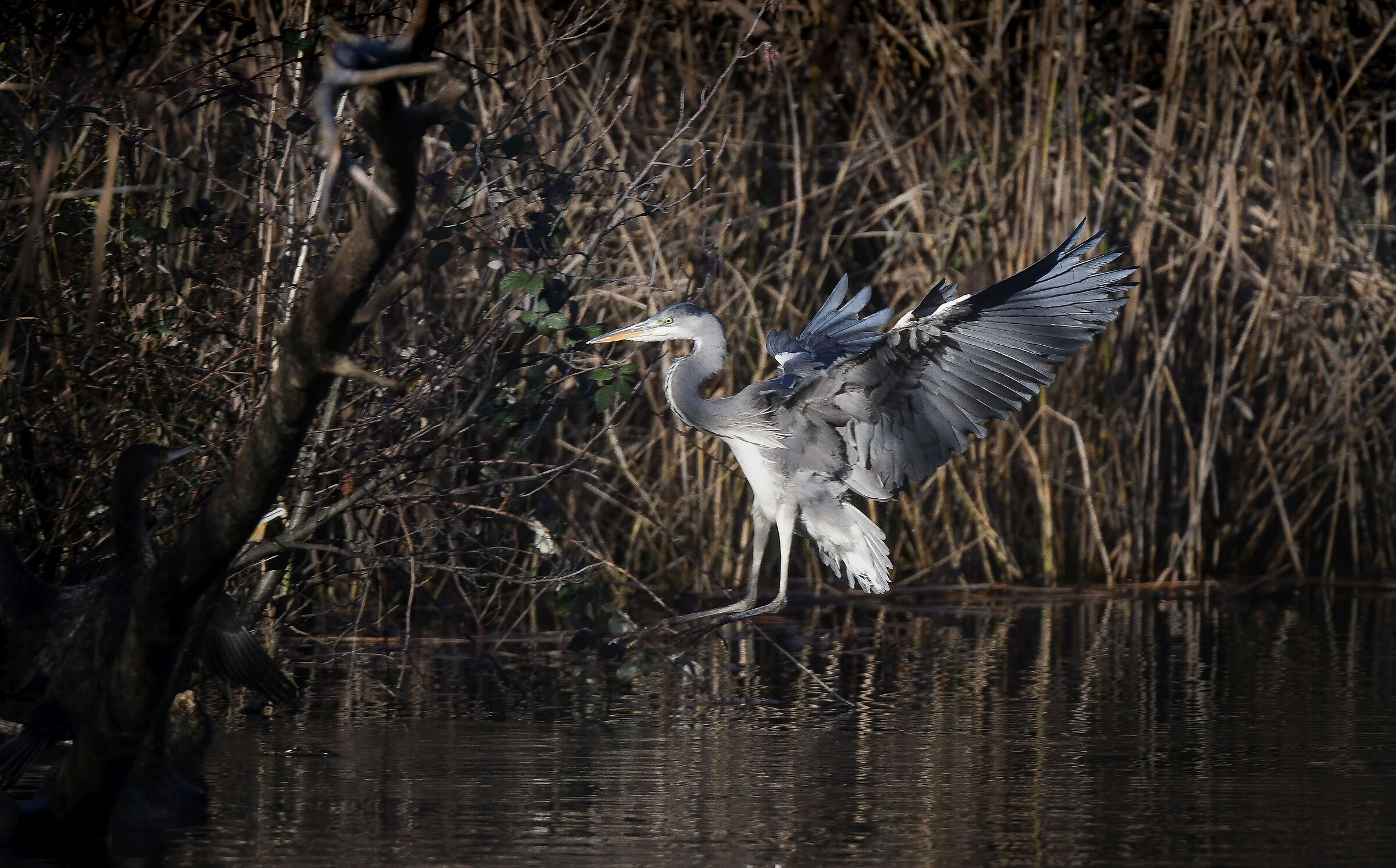grey heron