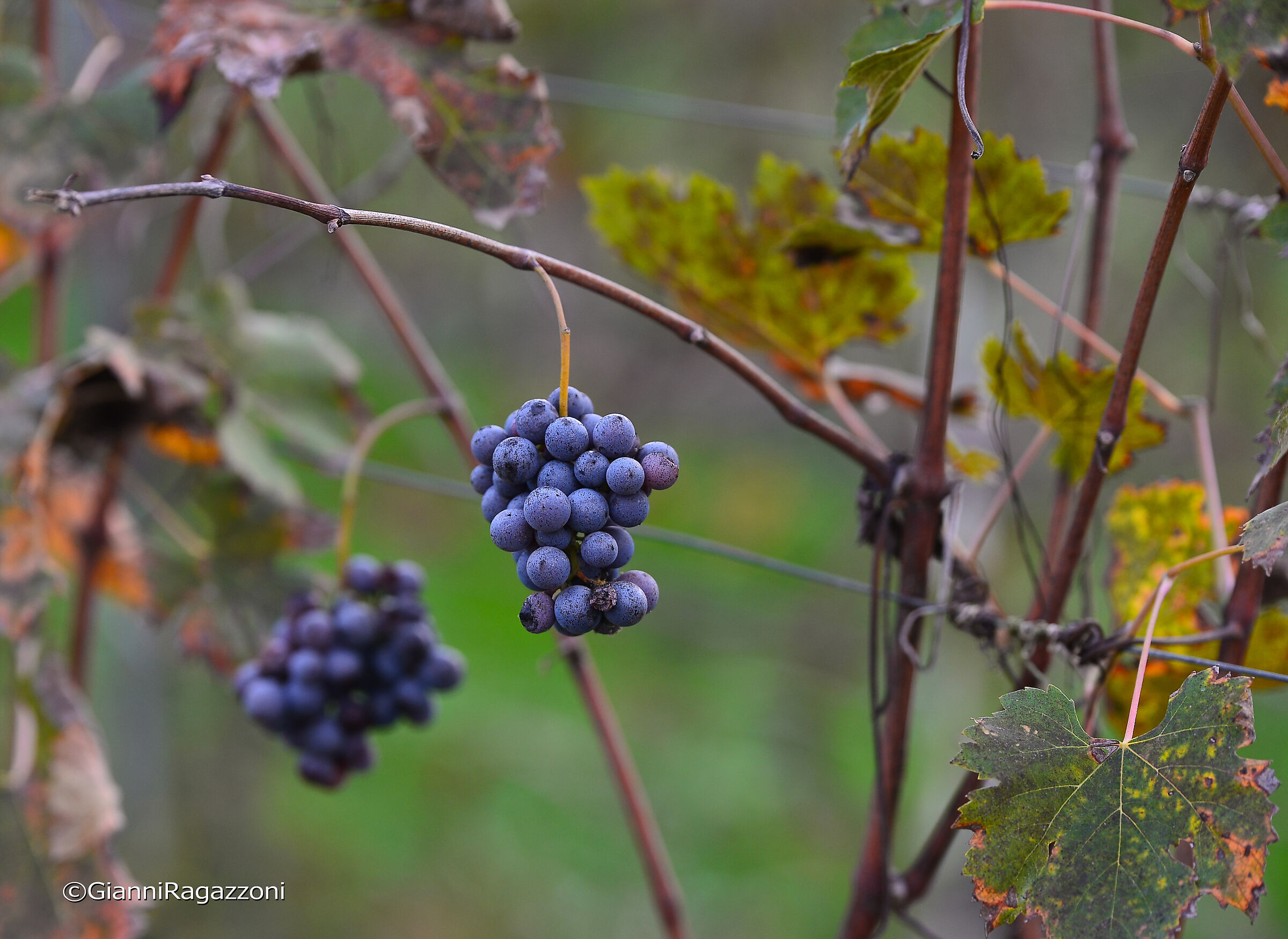 Rap 'd San Martin (bunches of St. Martin)