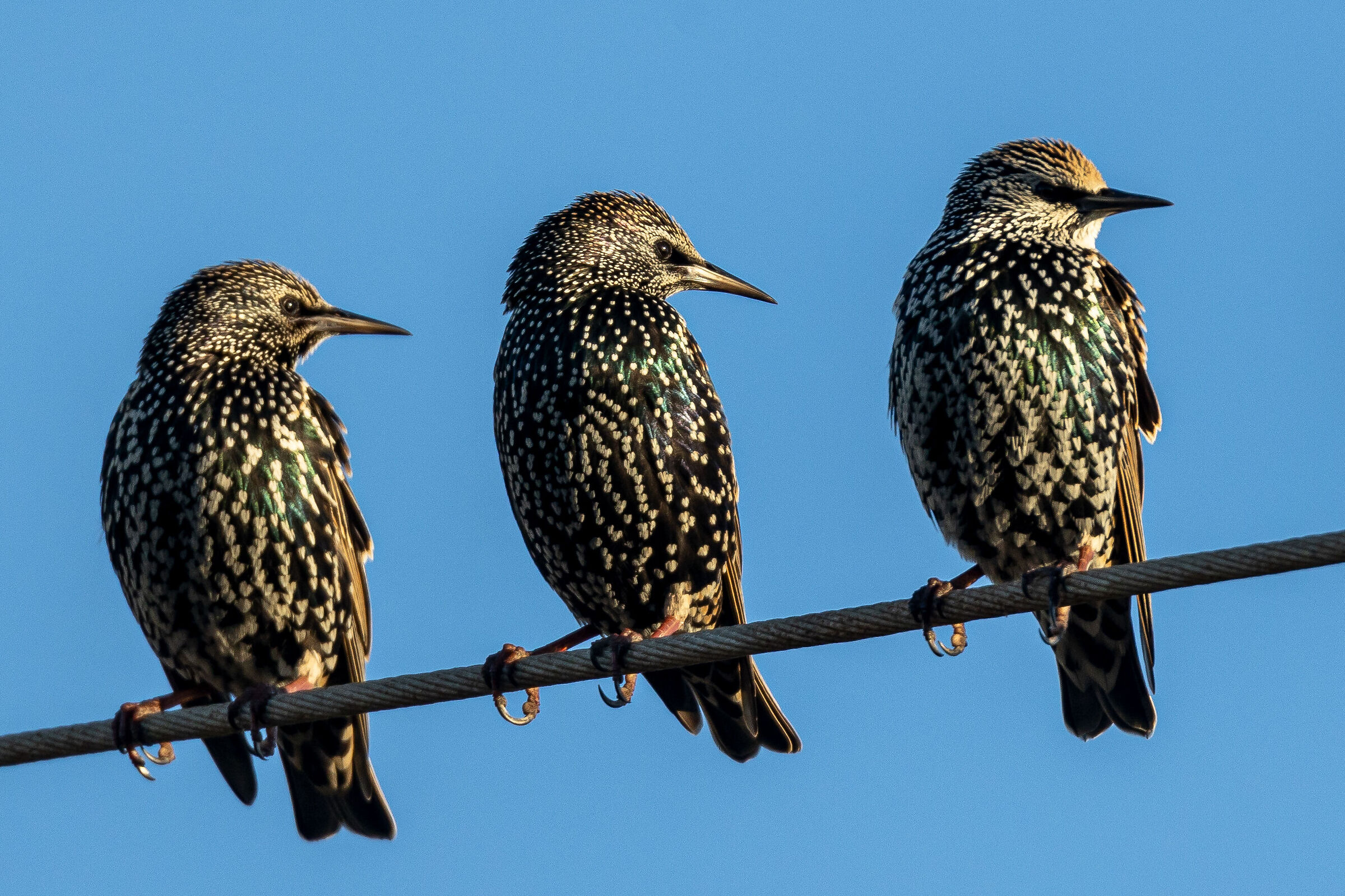 Starlings