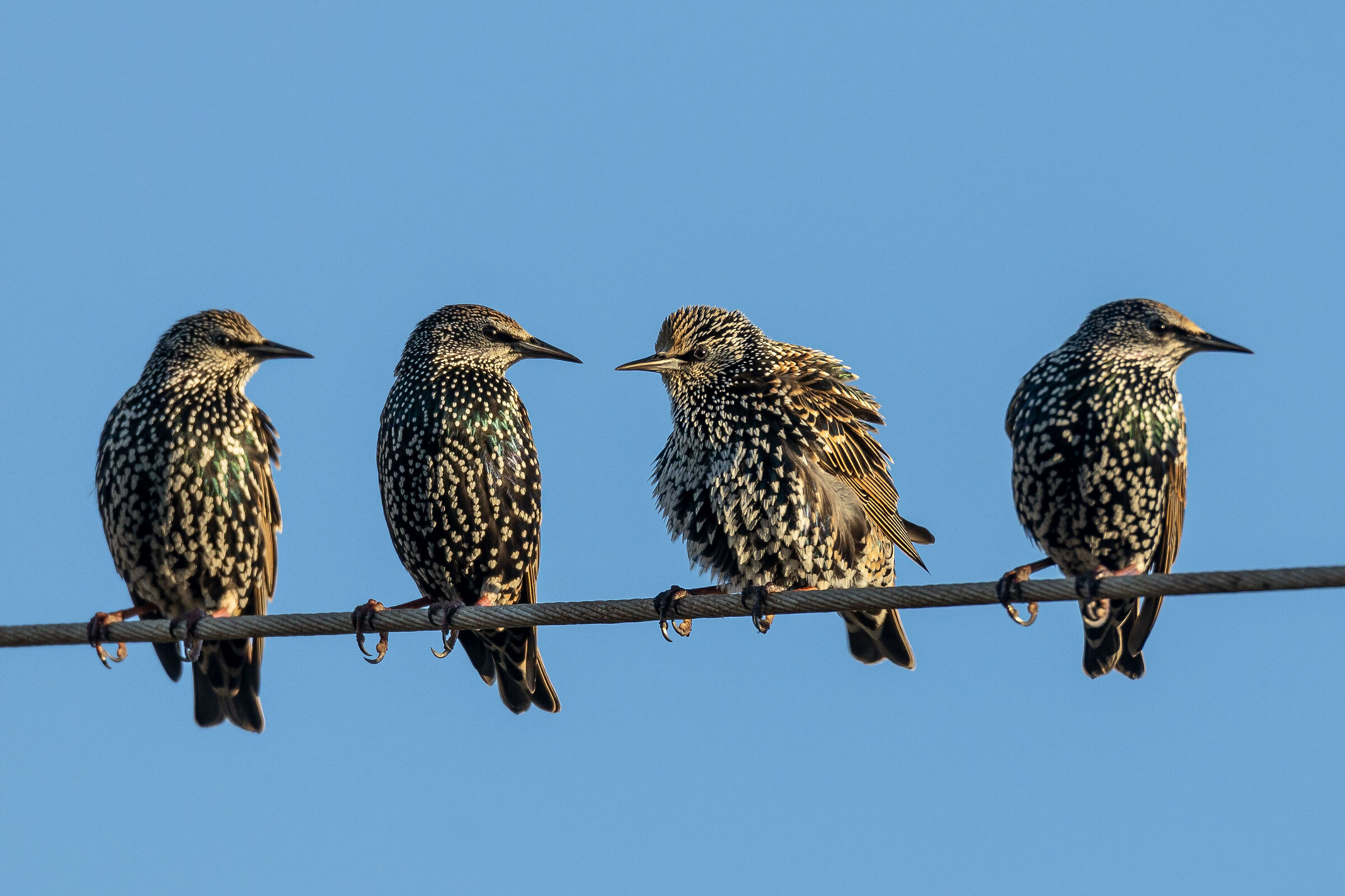 Starlings