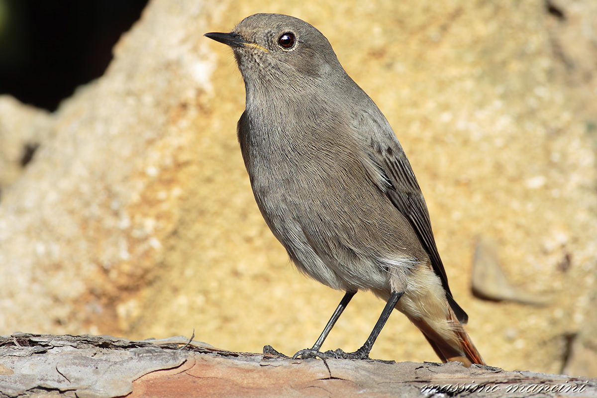 redstart chimney sweep F