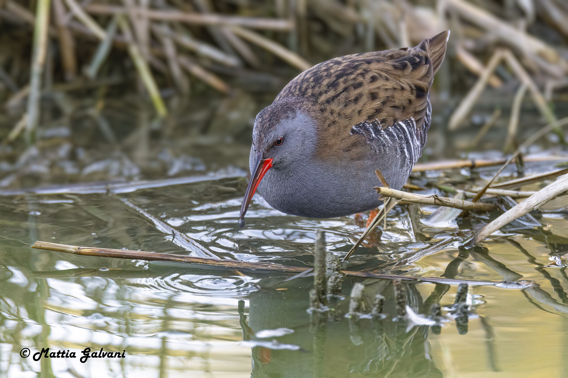 Water rail