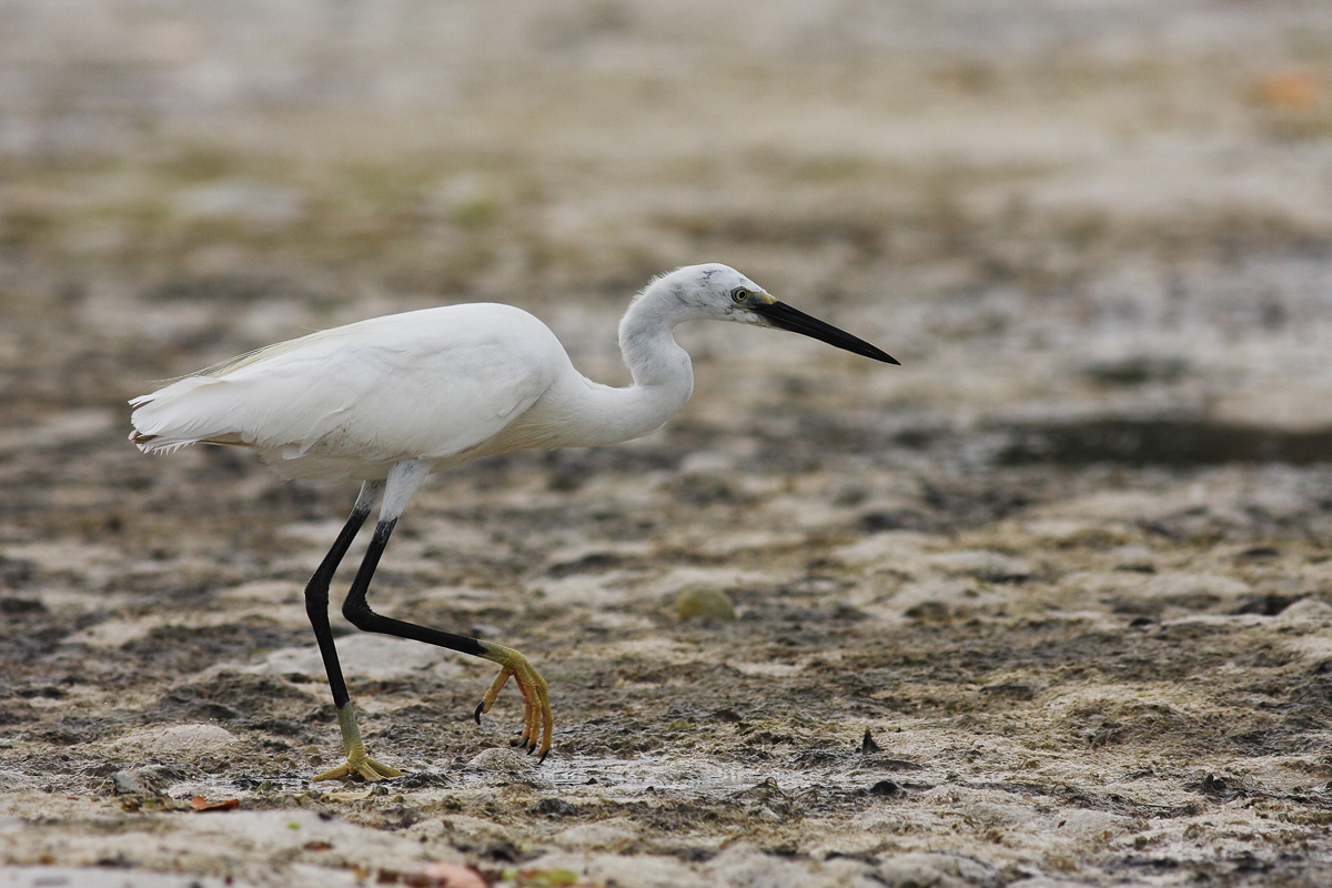 Egretta garzetta