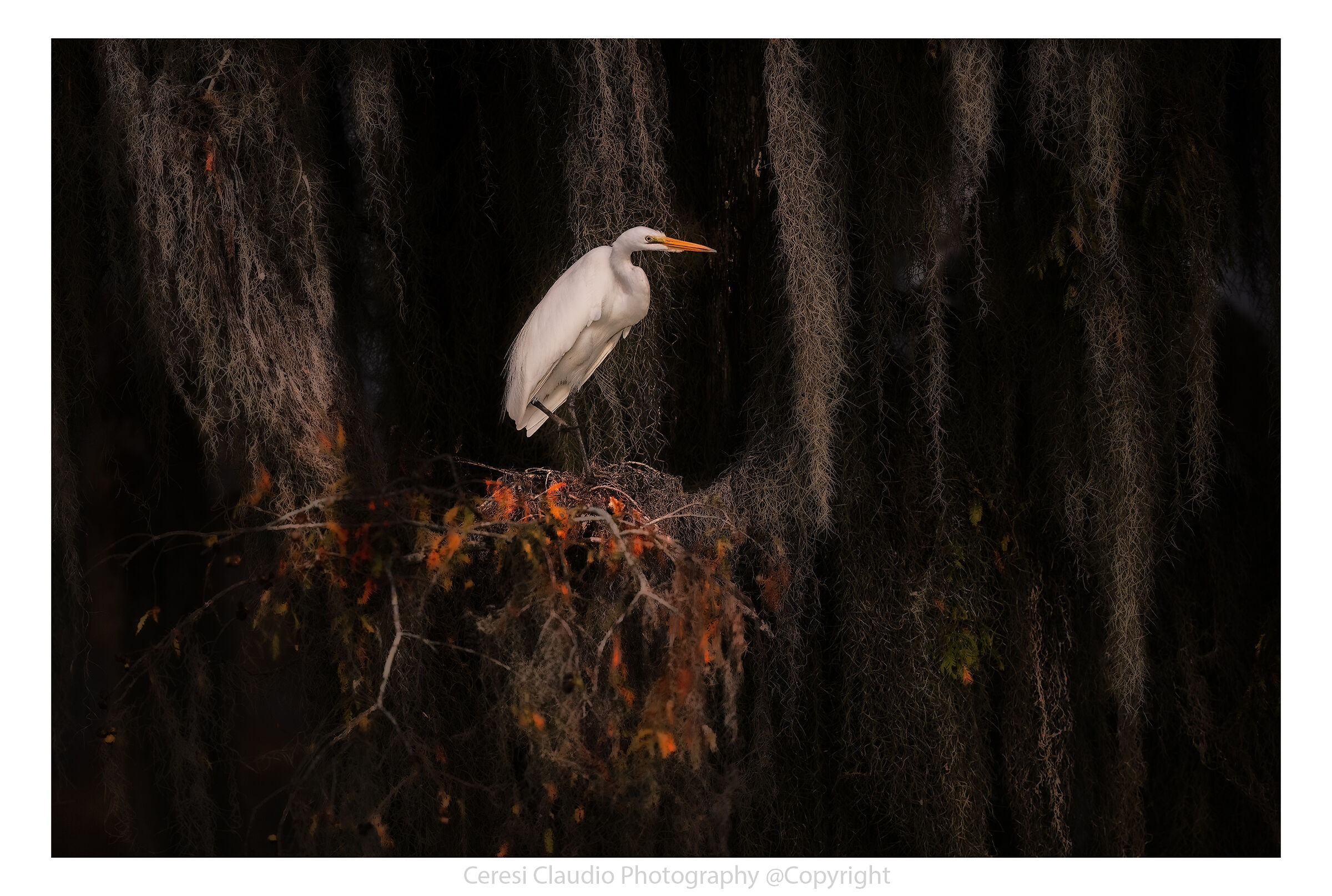 Great white heron on cypresses