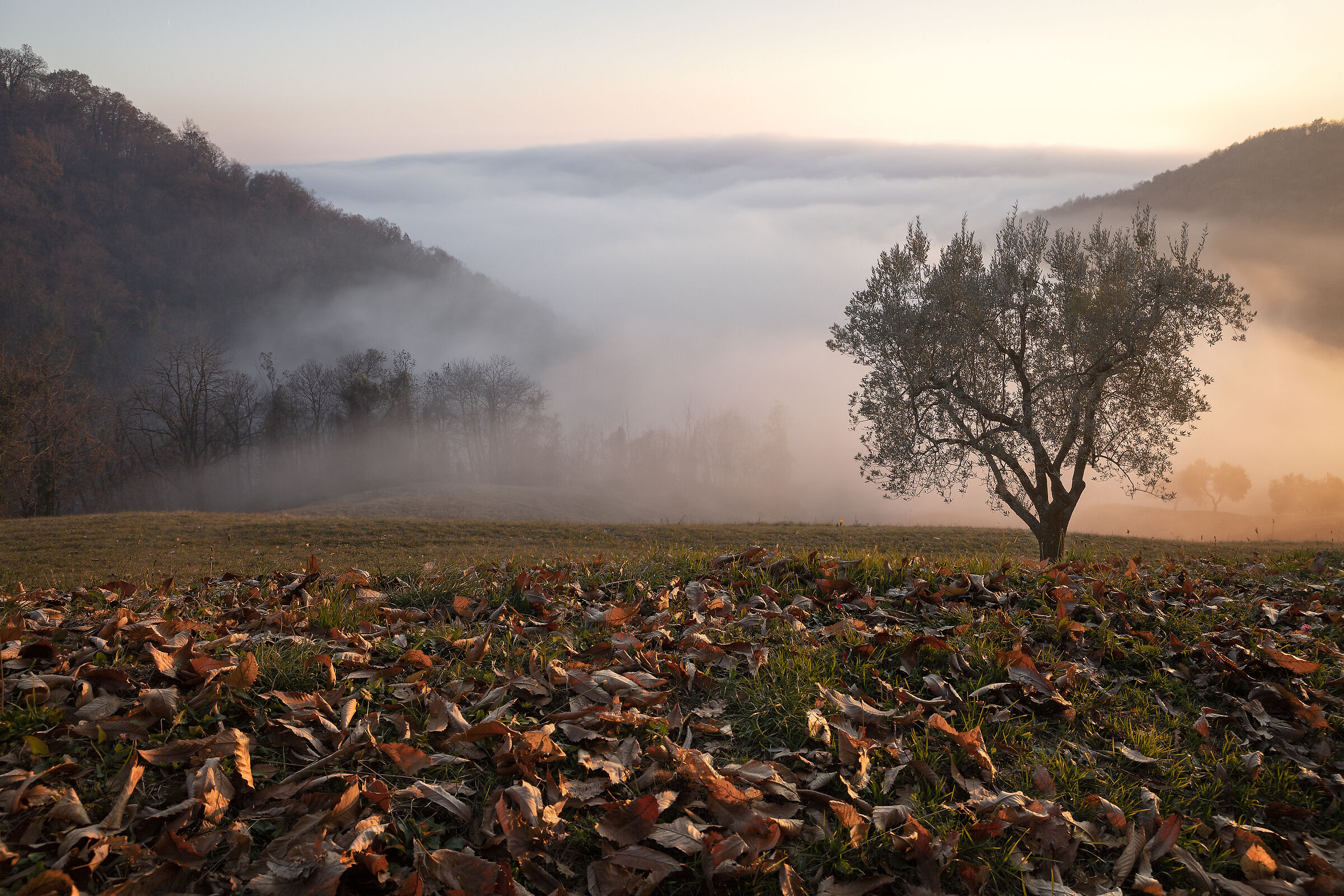 nebbia