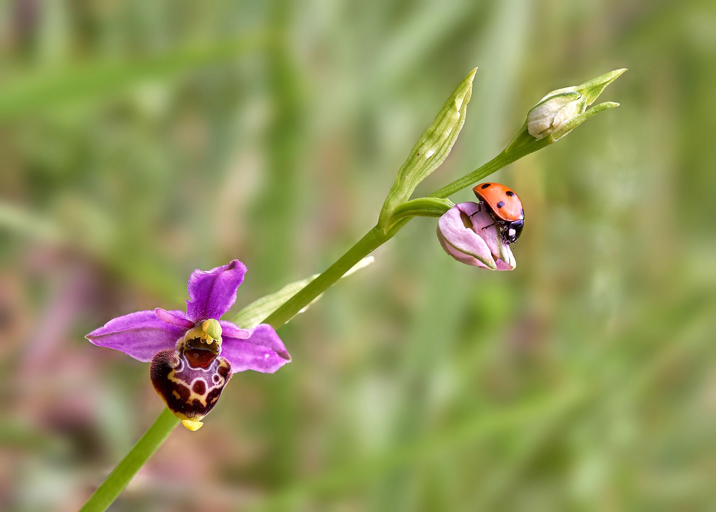 L'orchidea e la coccinella
